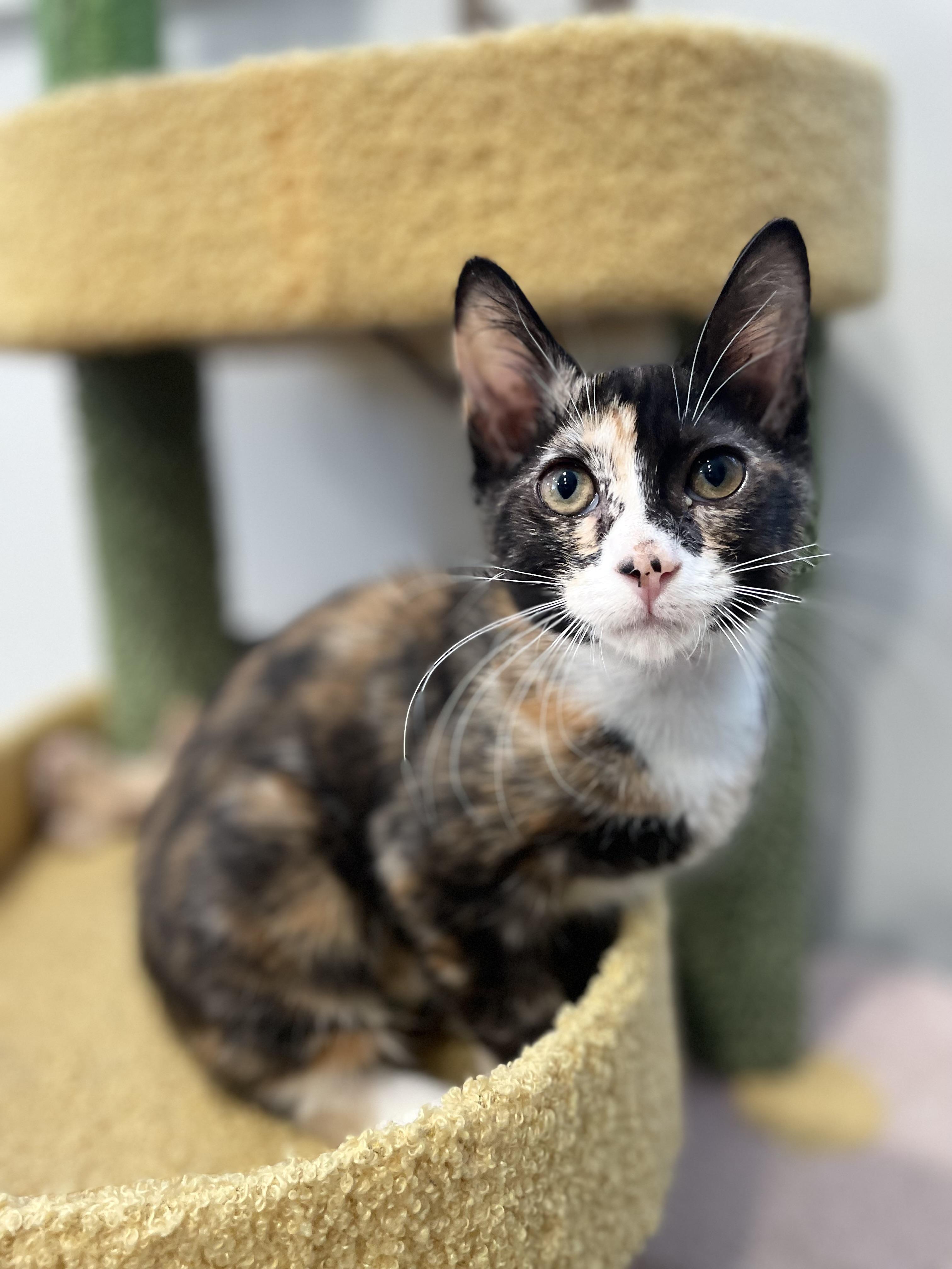 Emily Cooper, Adoptable, Kitten Female Calico & Tortoiseshell.