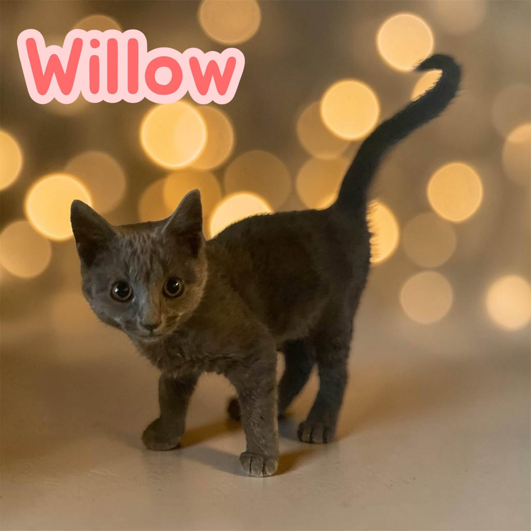 Willow - young, curious, playful, Adoptable, Kitten Female Russian Blue & Domestic Short Hair.