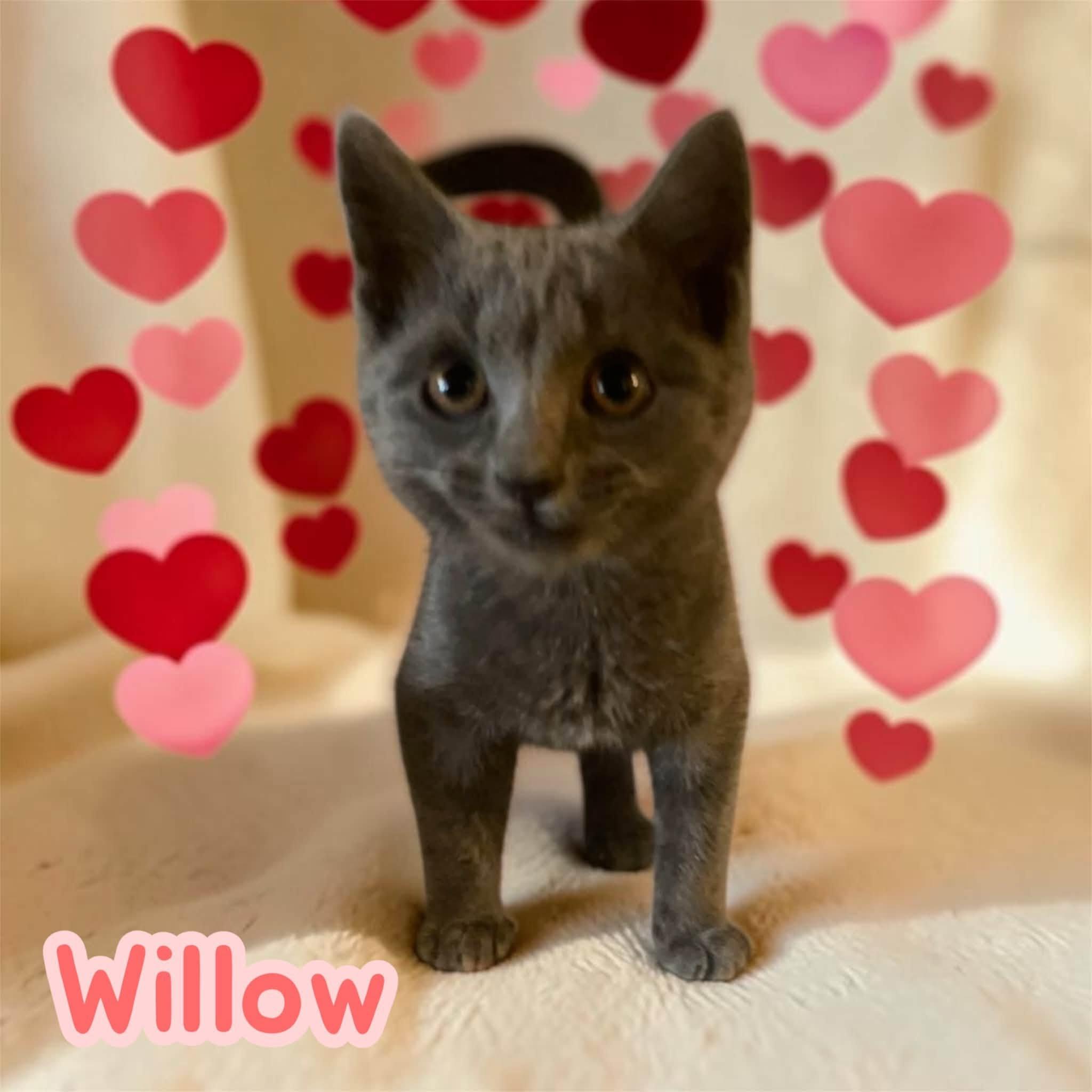 Enlarge Willow - young, curious, playful, a Adoptable mixed breed in Morristown, NJ image 2/2