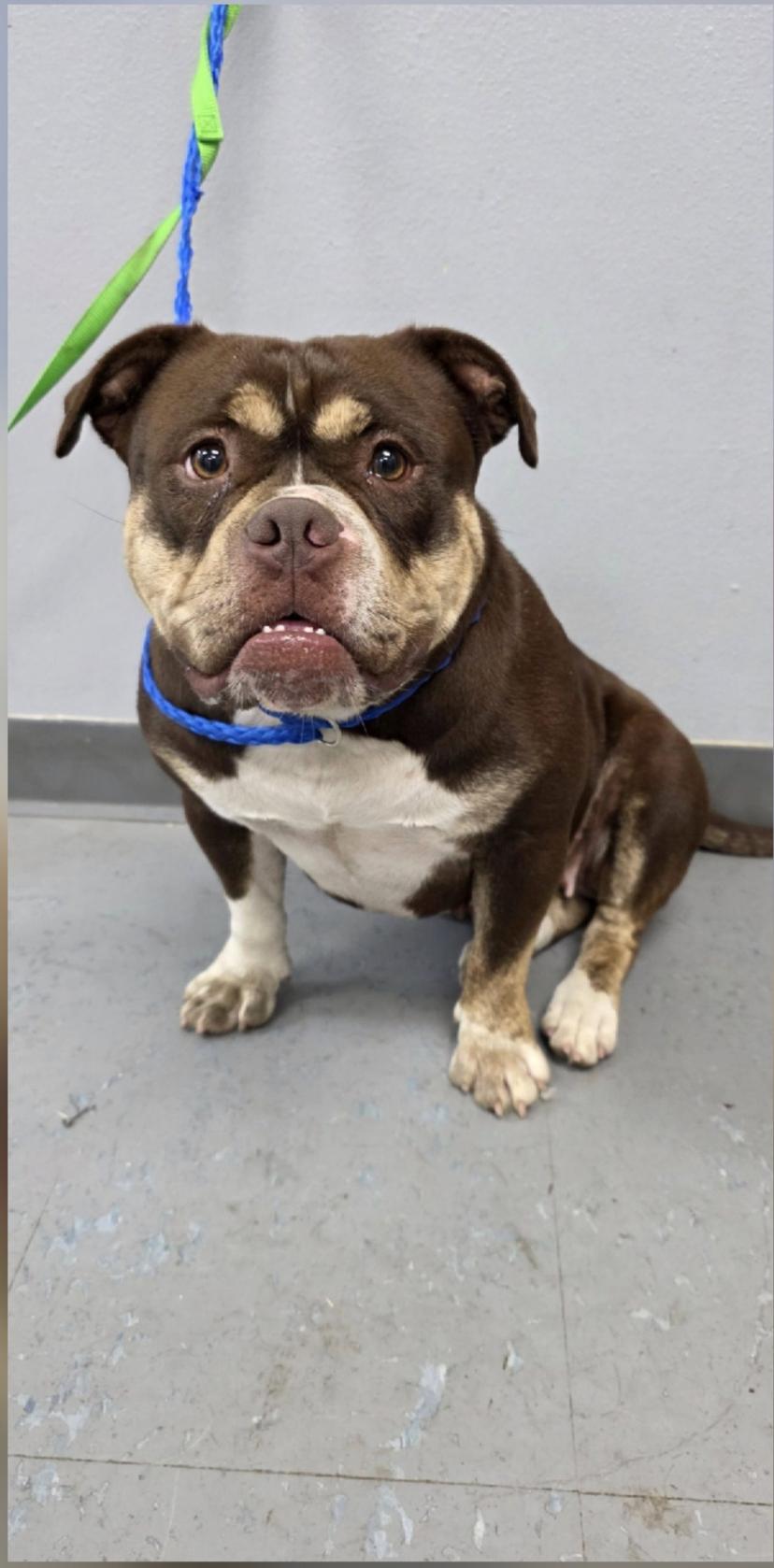 Millie, a Adoptable mixed breed in Portland, ME image 1/3