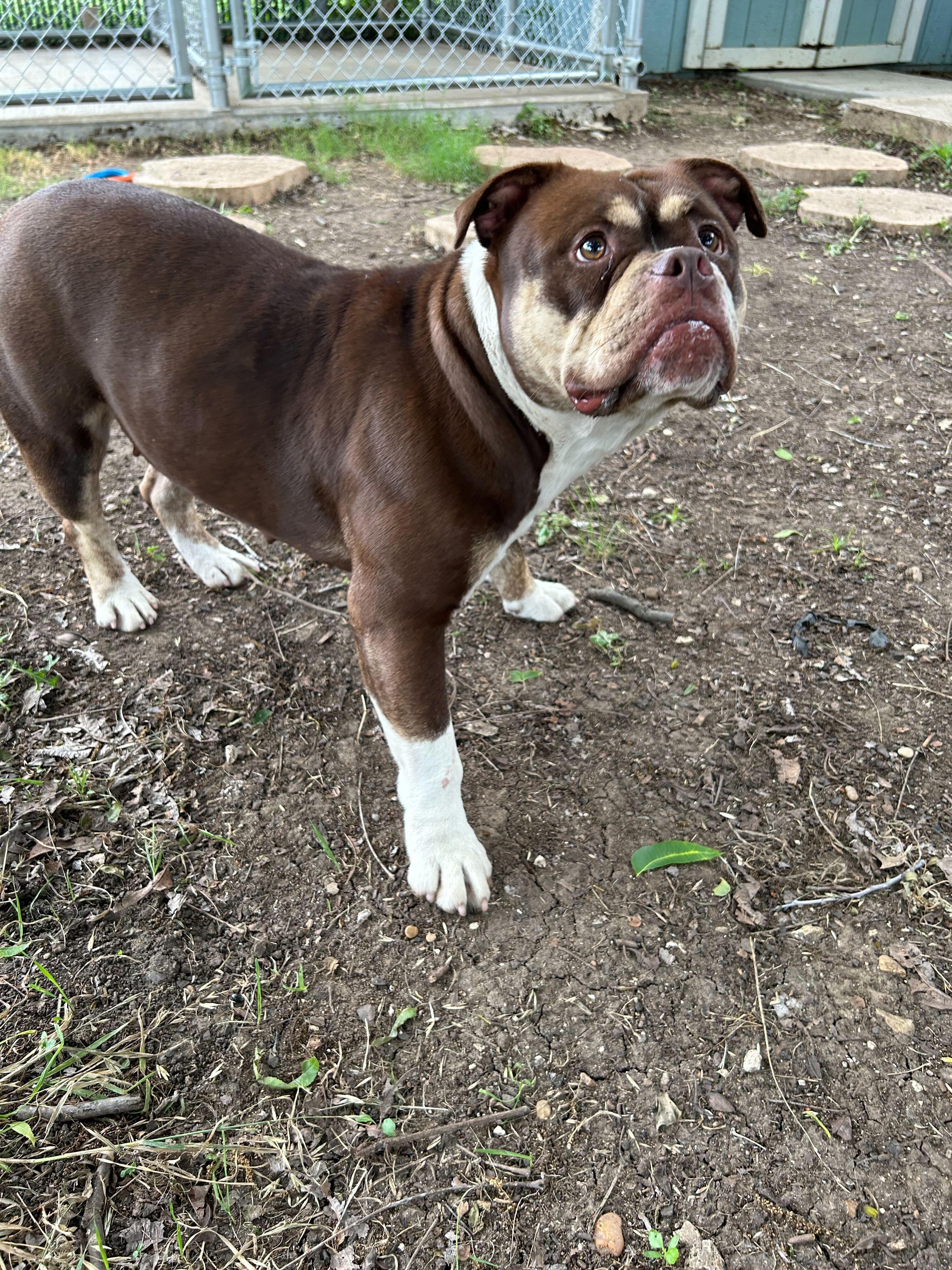 Millie, a Adoptable mixed breed in Portland, ME image 3/3