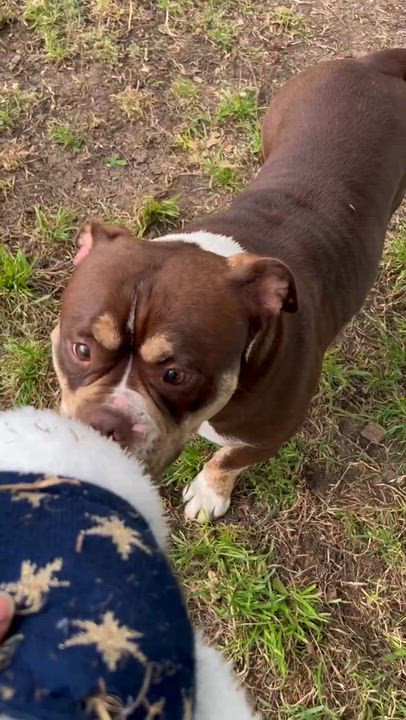 Enlarge Millie, a Adoptable mixed breed in Portland, ME video 2/3