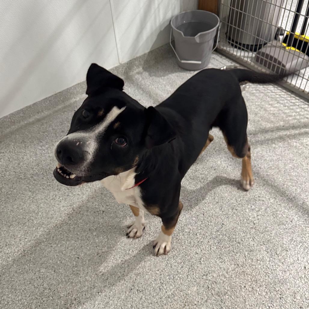 Enlarge Monty, a Adoptable mixed breed in Pineville, MO image 1/3