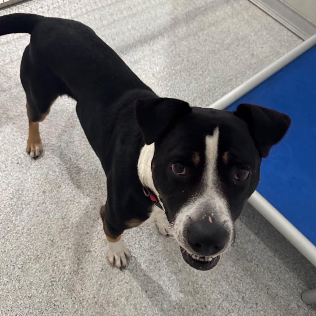 Enlarge Monty, a Adoptable mixed breed in Pineville, MO image 2/3