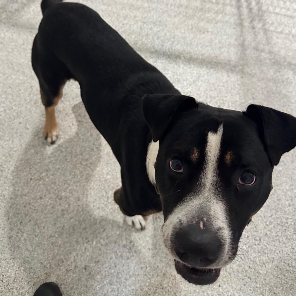 Enlarge Monty, a Adoptable mixed breed in Pineville, MO image 3/3