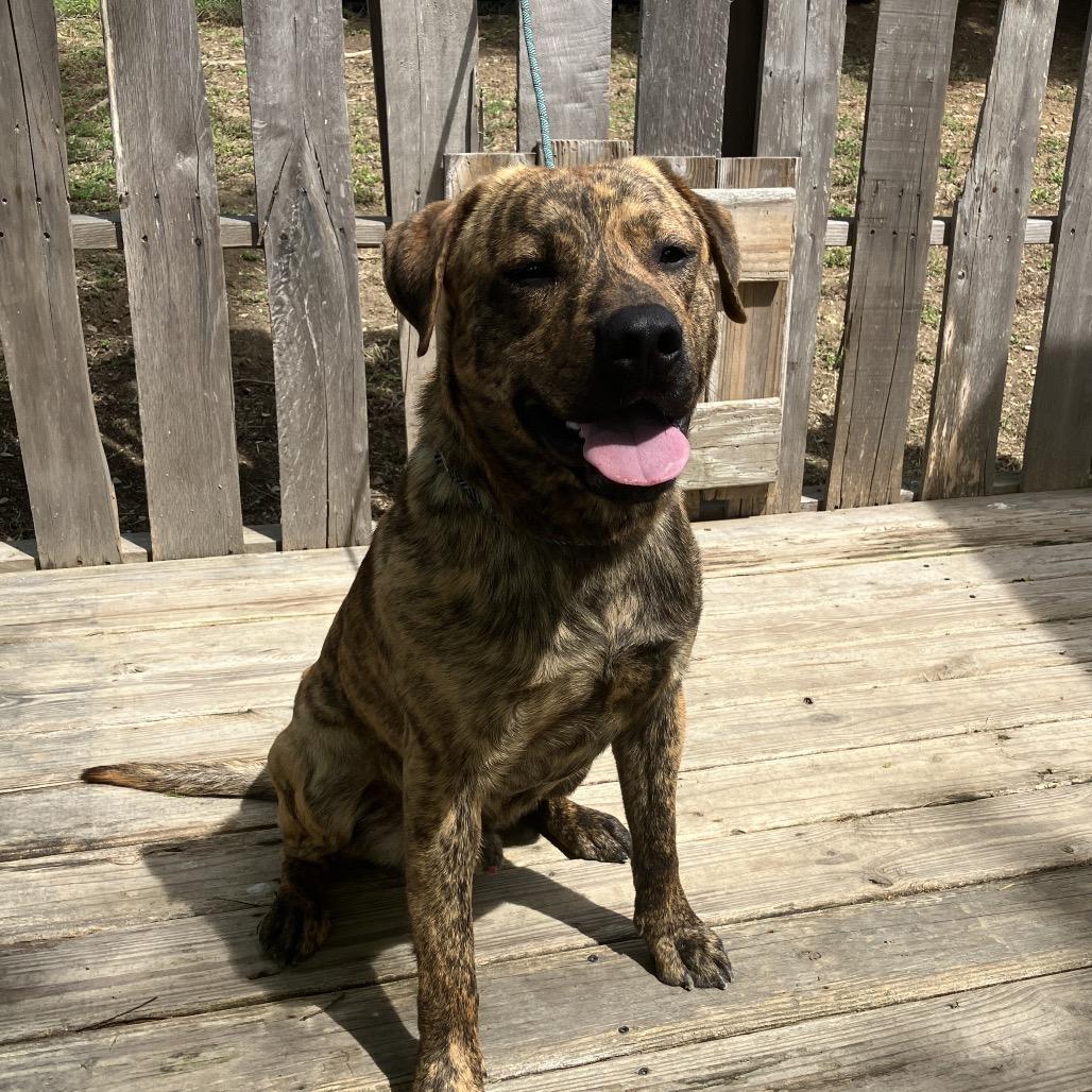 Enlarge Baxter, a Adoptable Mixed Breed in Pulaski, TN image 1/4