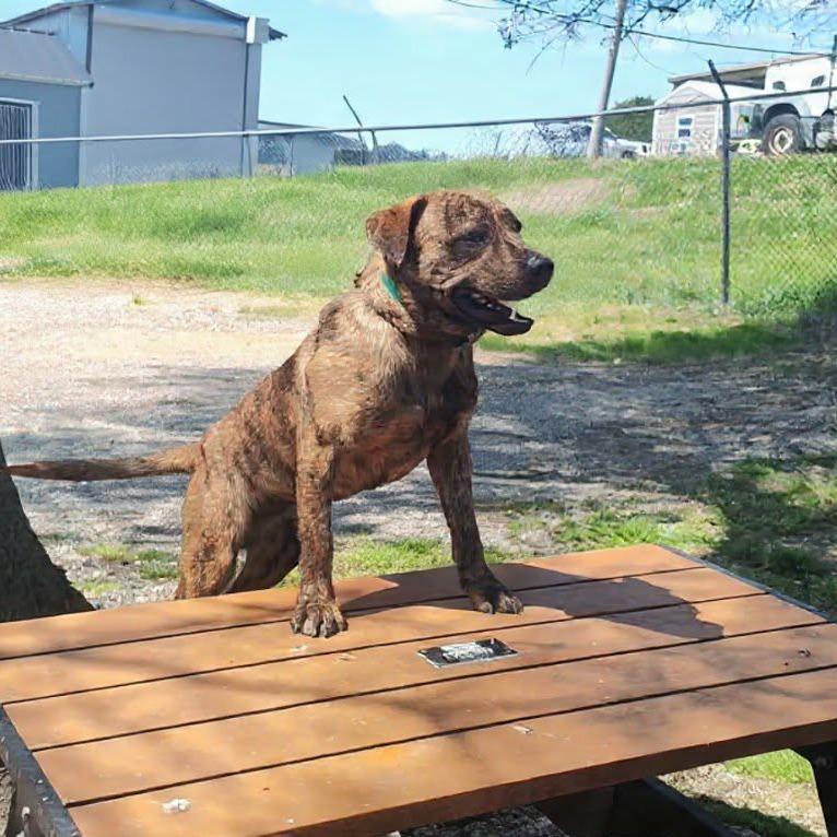 Enlarge TNGC-Stray-1133, a Adoptable Mixed Breed in Pulaski, TN image 1/1