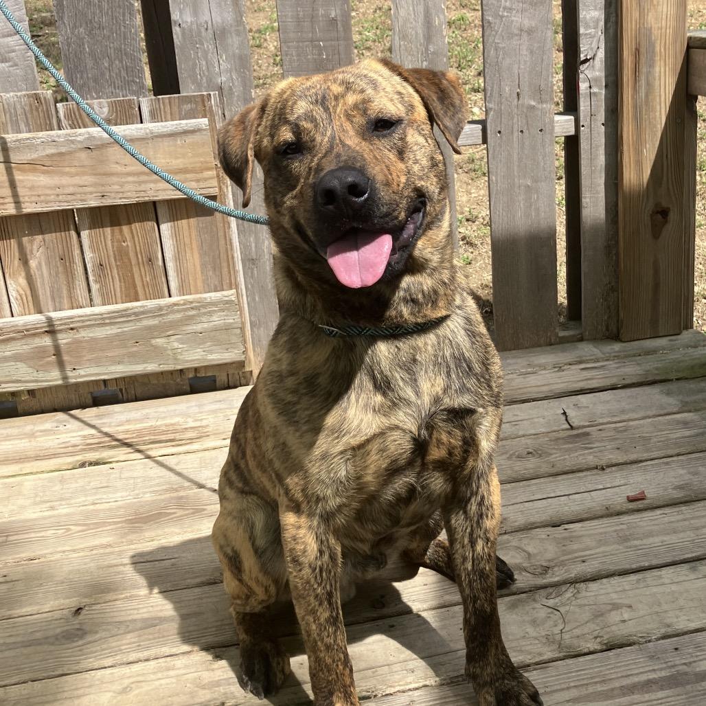 Enlarge Baxter, a Adoptable Mixed Breed in Pulaski, TN image 2/4