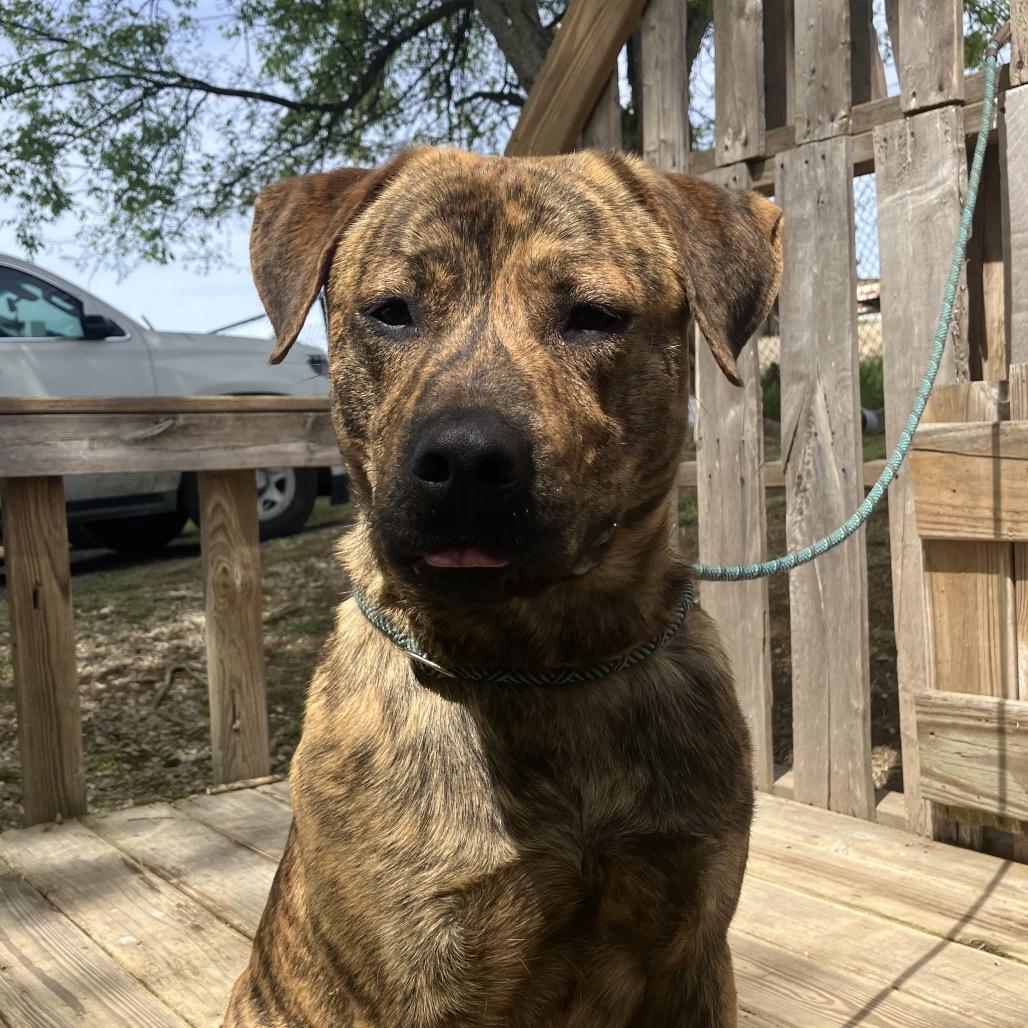 Enlarge Baxter, a Adoptable Mixed Breed in Pulaski, TN image 3/4