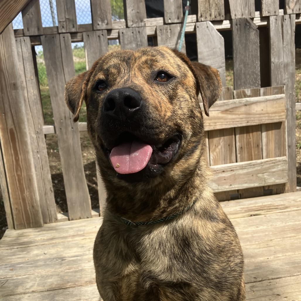 Enlarge Baxter, a Adoptable Mixed Breed in Pulaski, TN image 4/4