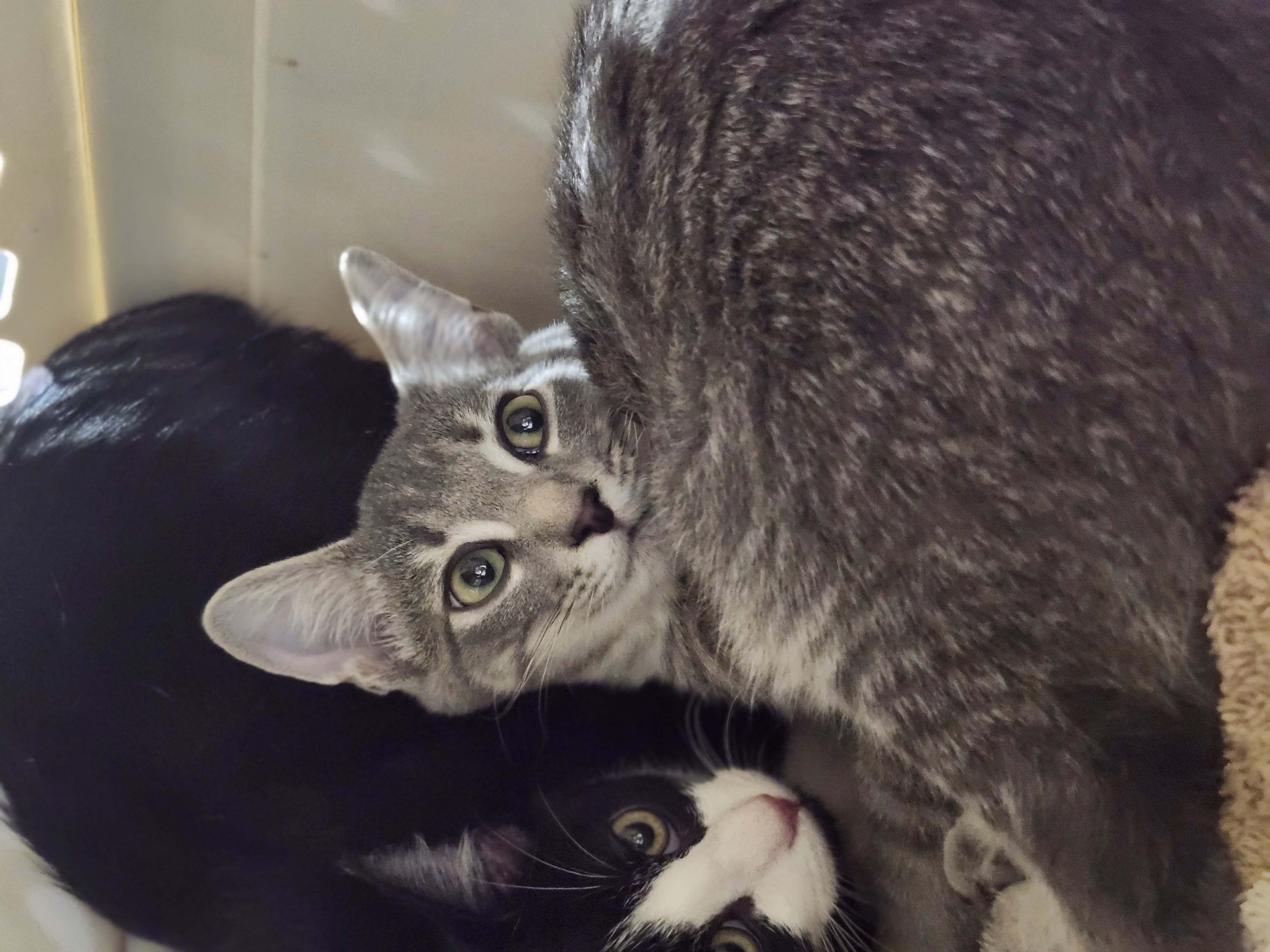 Jacks, Adoptable, Young Male Domestic Short Hair.