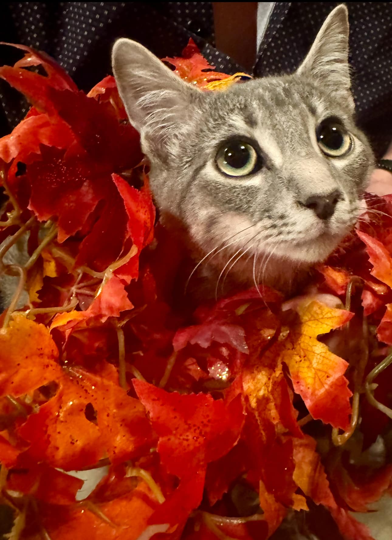 Jacks, a Adoptable Domestic Short Hair in Cosby, TN image 2/4