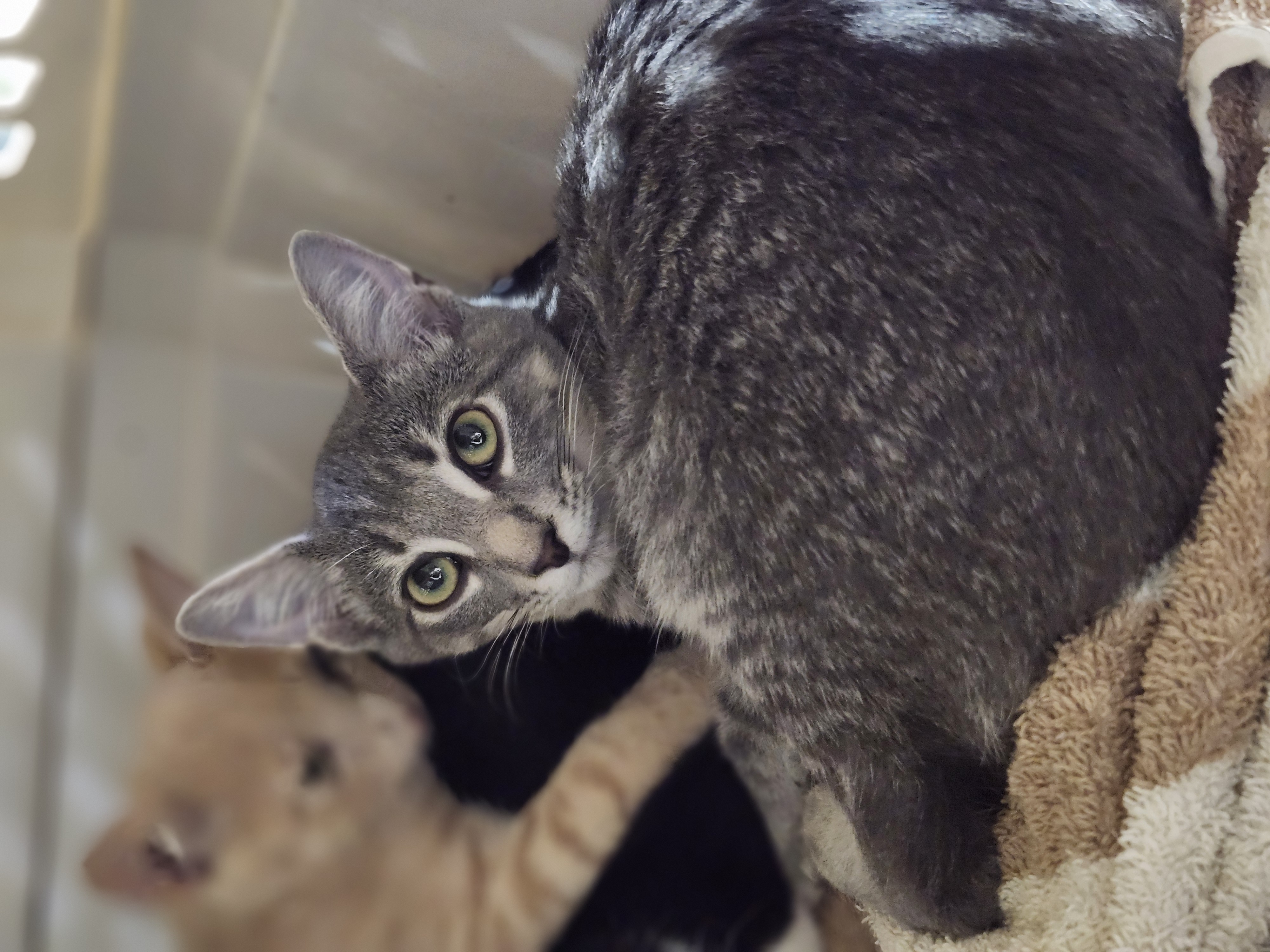 Jacks, a Adoptable Domestic Short Hair in Cosby, TN image 3/4