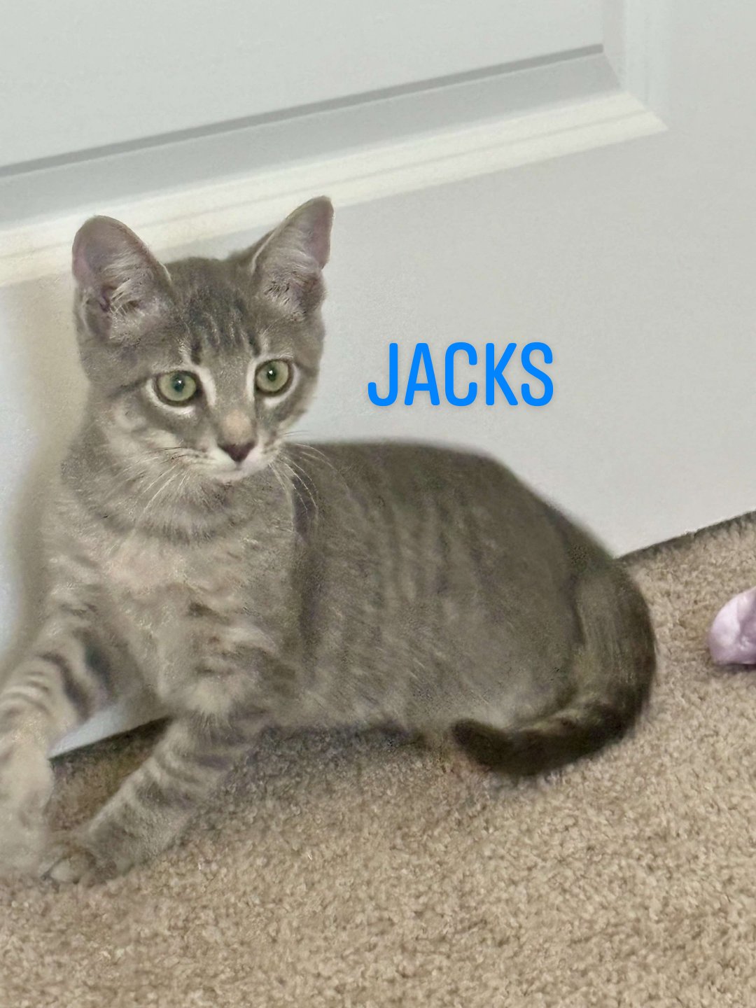 Jacks, a Adoptable Domestic Short Hair in Cosby, TN image 4/4