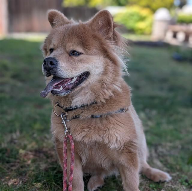 Enlarge HUNCHO, a Adoptable mixed breed in Alameda, CA image 1/1