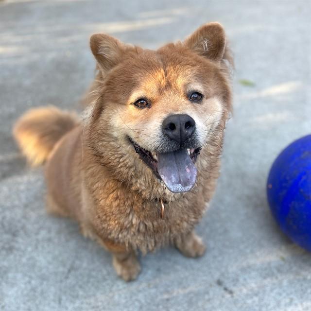 Enlarge HUNCHO, a Adoptable mixed breed in Alameda, CA image 1/1