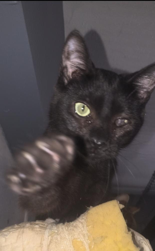 Wavy Gravy thumbnail 2