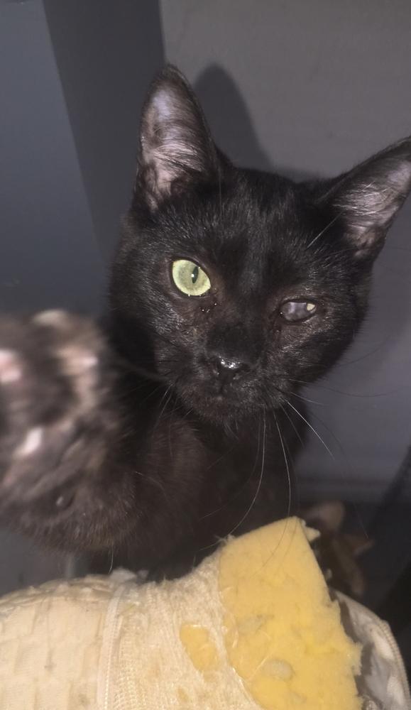 Wavy Gravy thumbnail 6