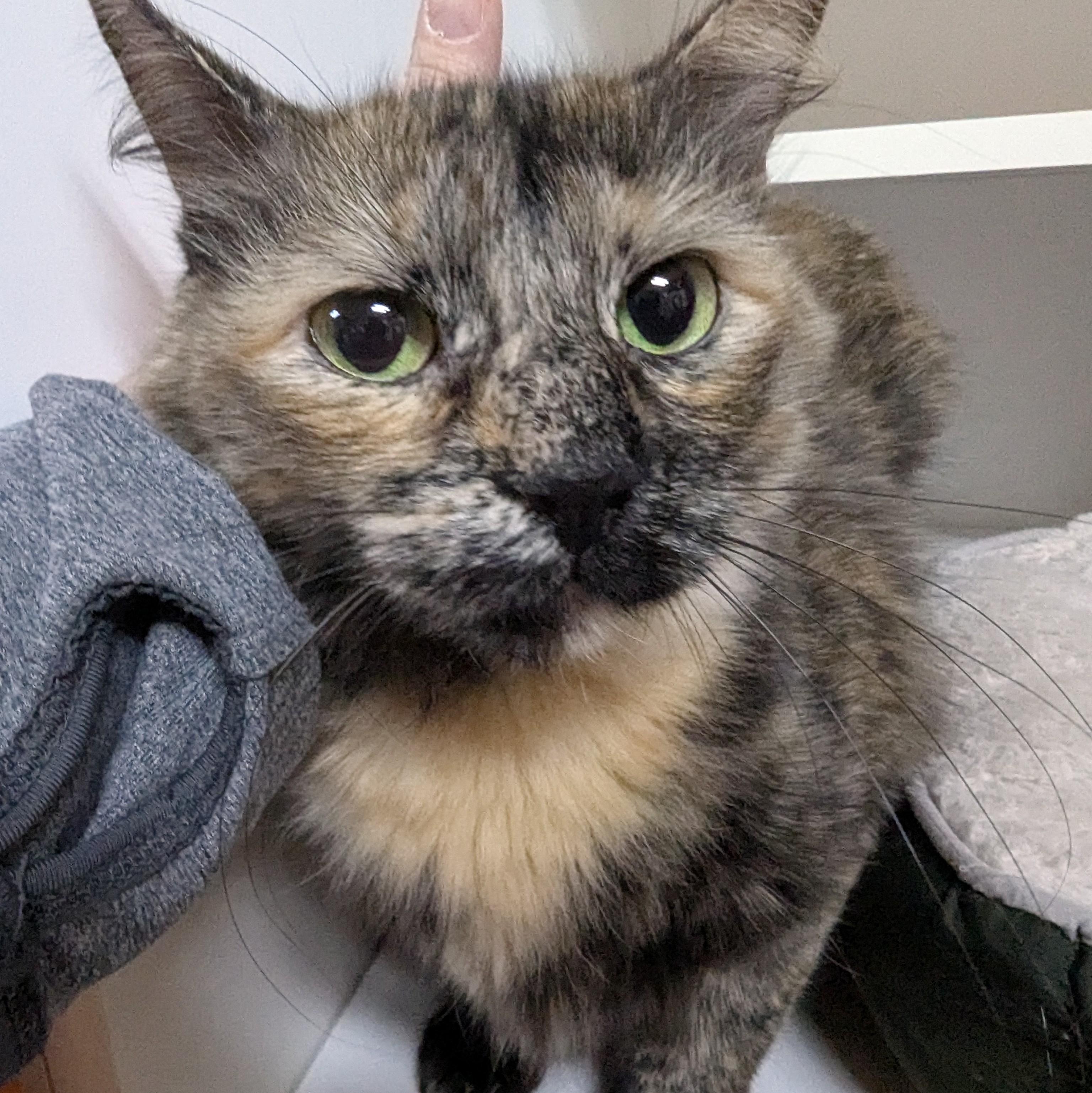 Indigo, ADOPTABLE, Adult Female Domestic Medium Hair.