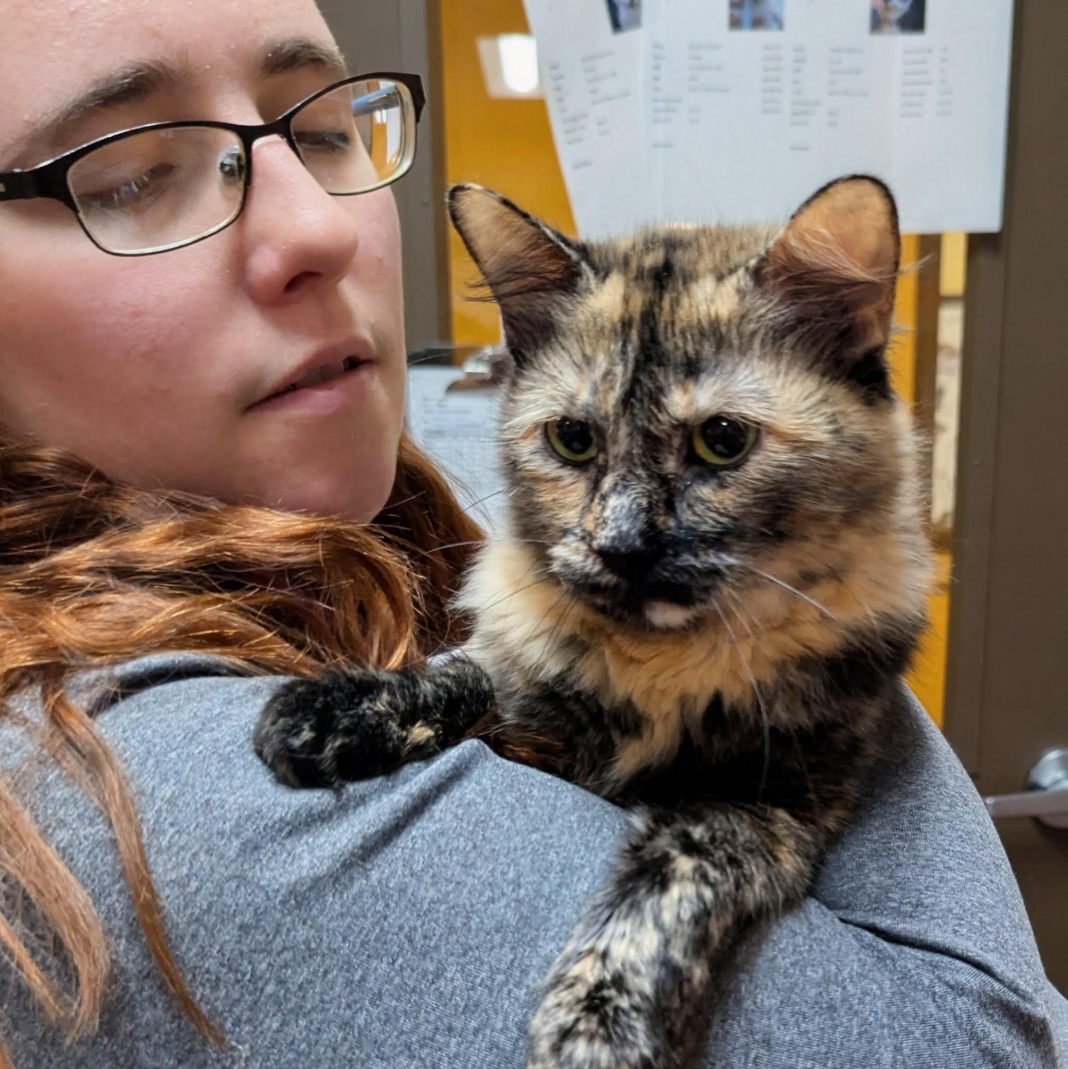 Enlarge Indigo, a ADOPTABLE Domestic Medium Hair in Accident, MD image 2/3