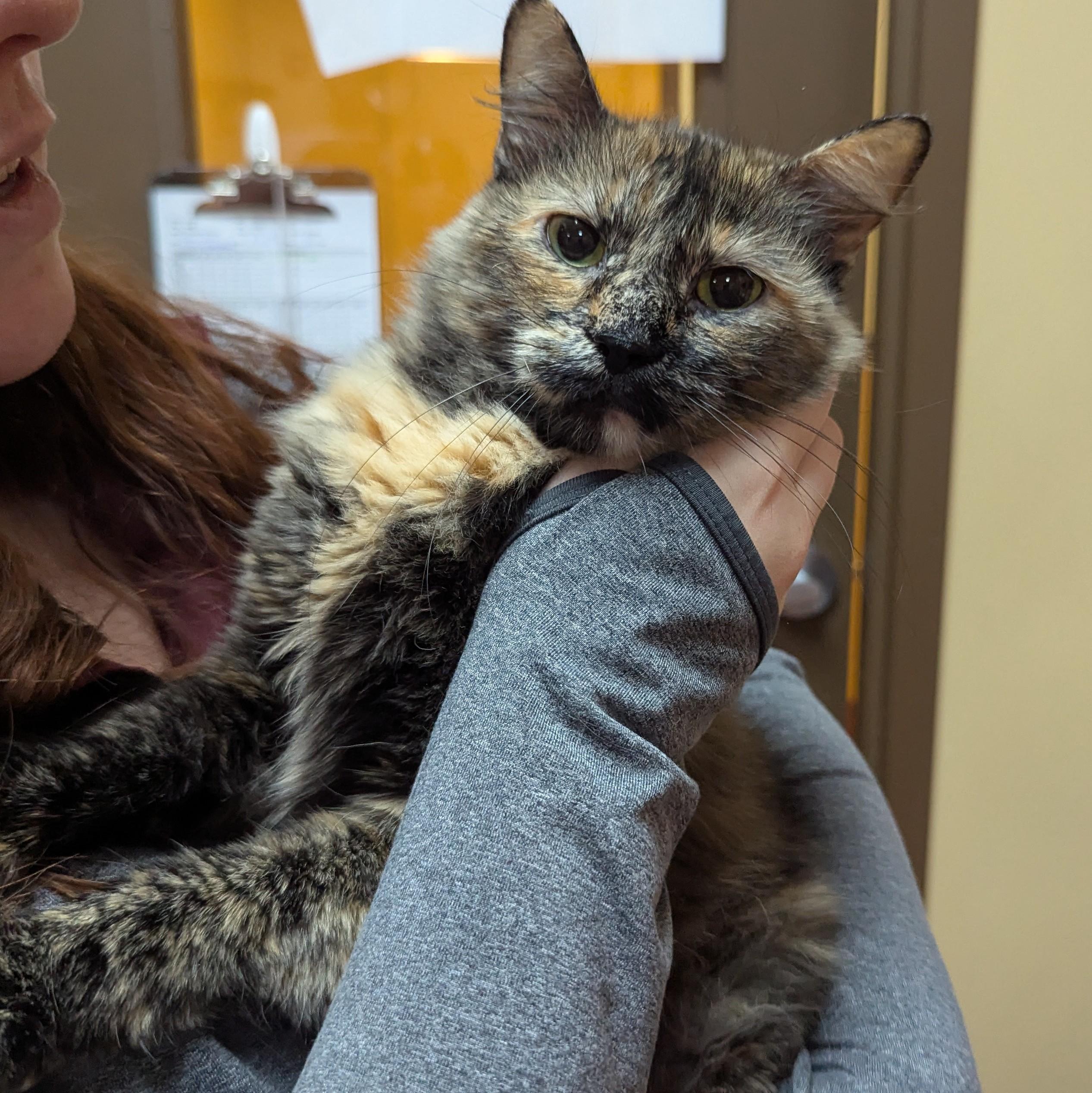 Enlarge Indigo, a ADOPTABLE Domestic Medium Hair in Accident, MD image 3/3