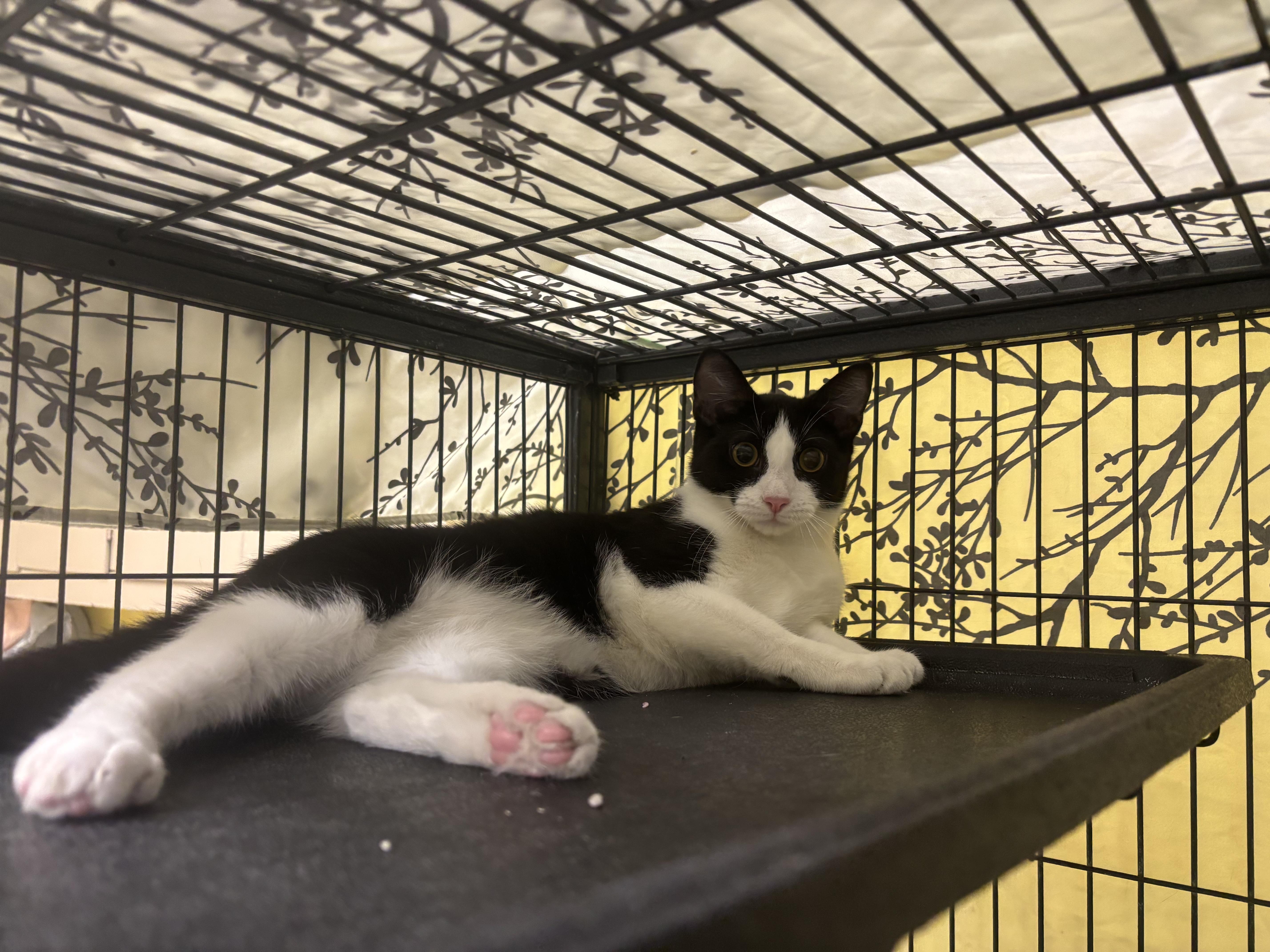 Bobby, Adopted, Young Male Domestic Short Hair.