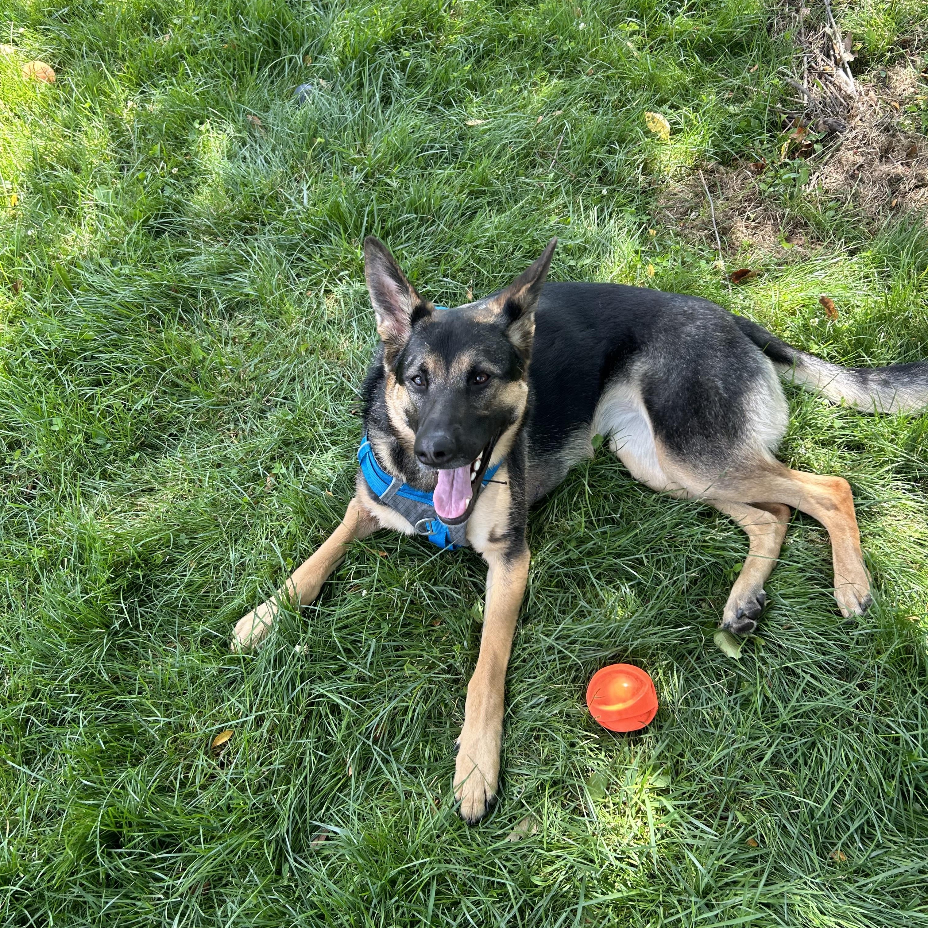Luna , ADOPTABLE, Adult Female German Shepherd Dog.