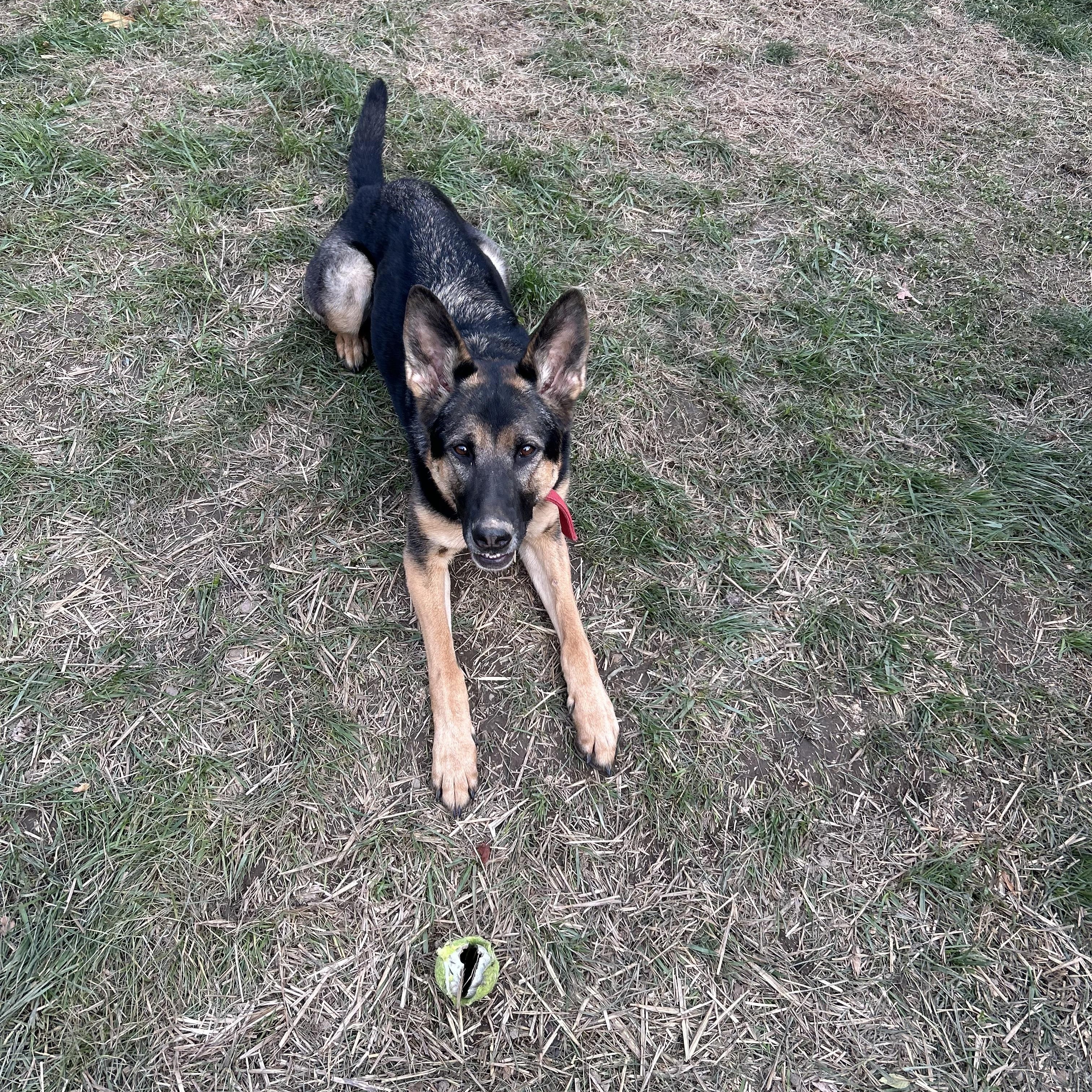 Enlarge Luna , a ADOPTABLE German Shepherd Dog in Monroeville, PA image 3/3