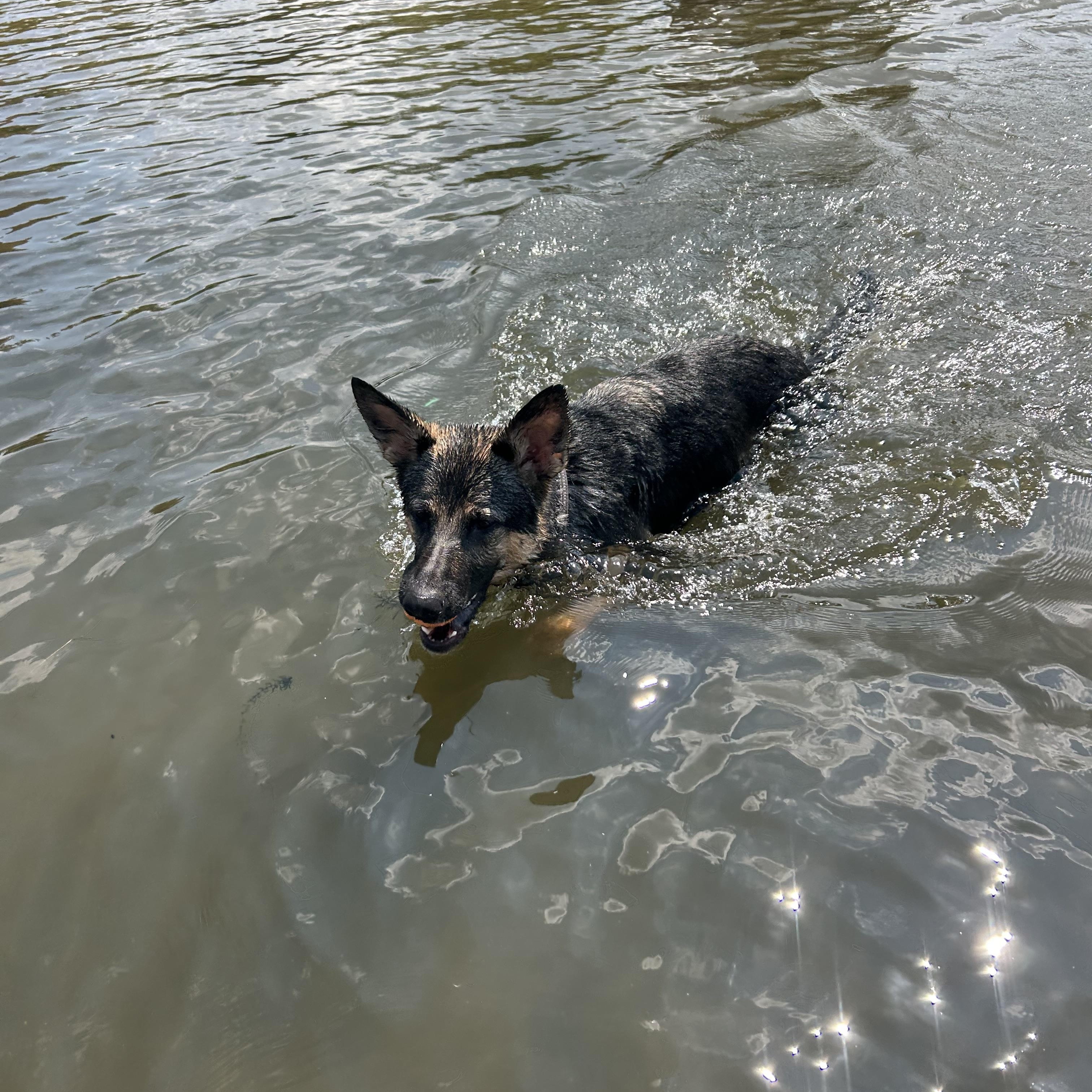 Enlarge Luna , a ADOPTABLE German Shepherd Dog in Monroeville, PA image 2/3