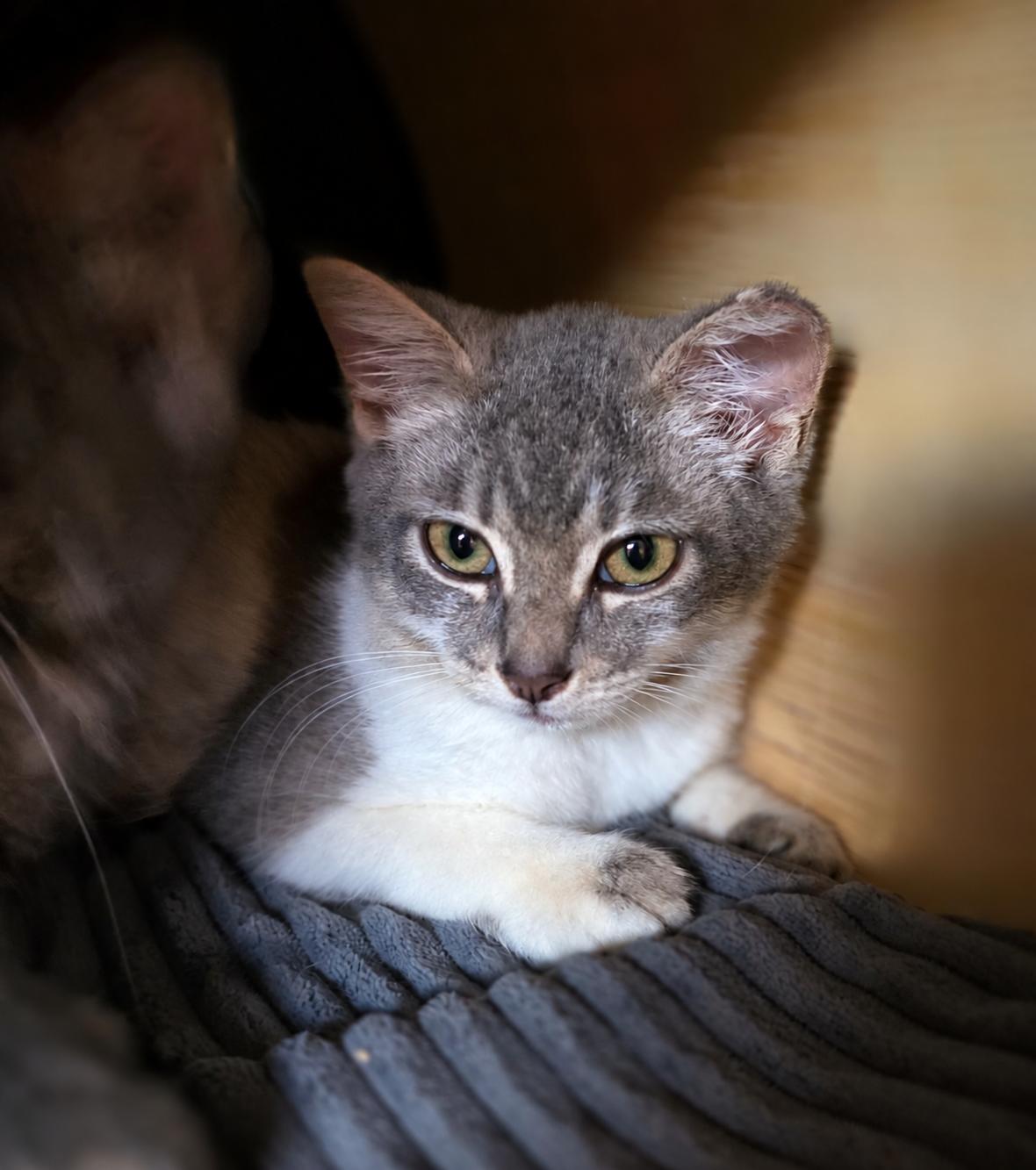Tinkerbell, Adoptable, Kitten Female Domestic Short Hair.