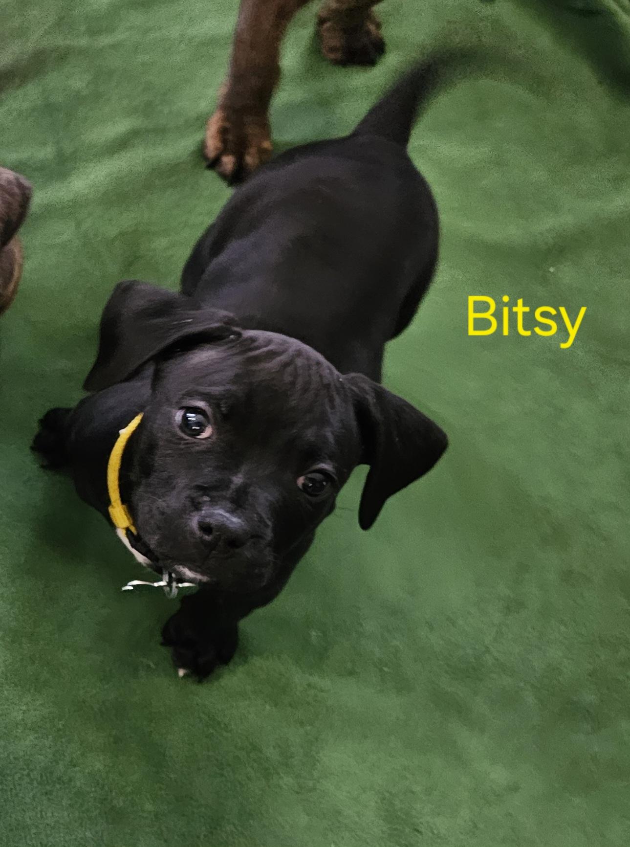 Enlarge Boxer Mix Puppies, a ADOPTABLE mixed breed in Aurora, IL image 4/5
