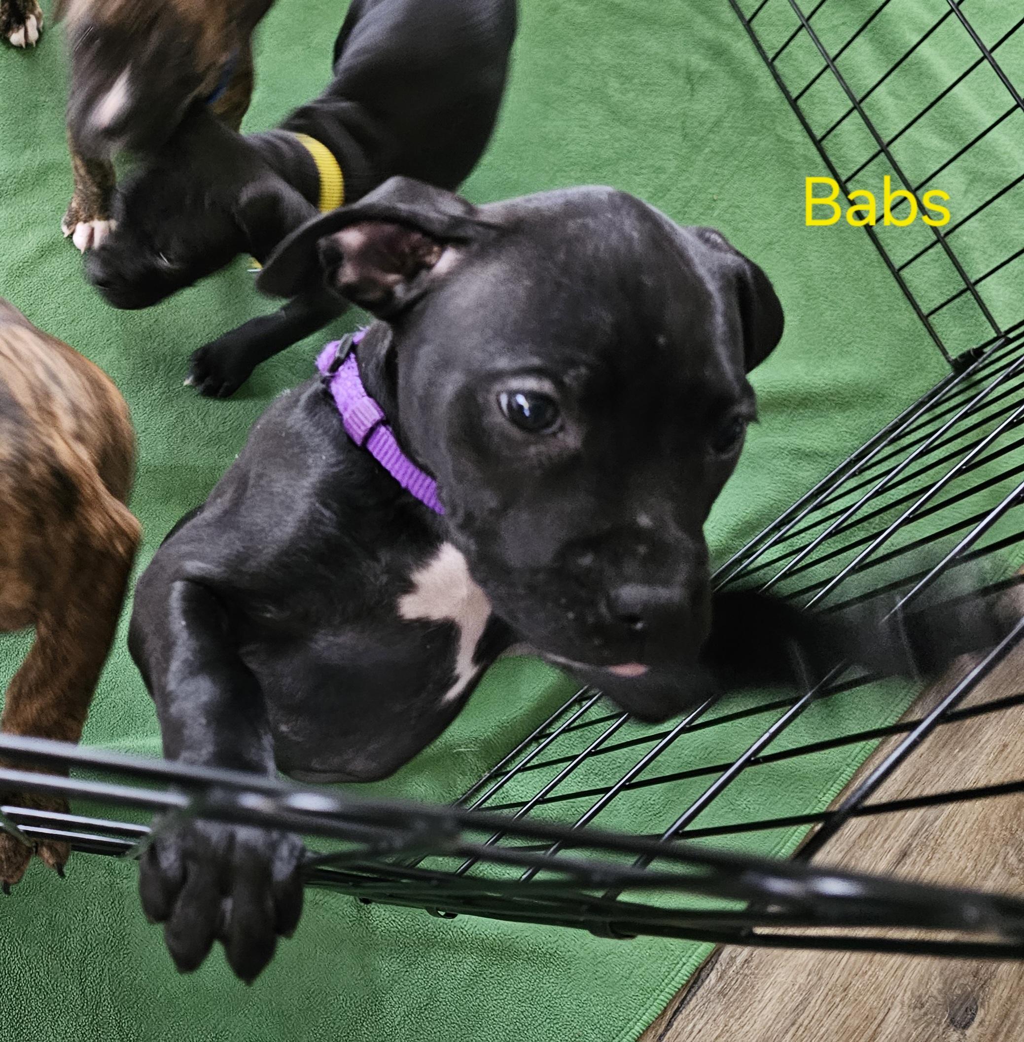 Enlarge Boxer Mix Puppies, a ADOPTABLE mixed breed in Aurora, IL image 3/5