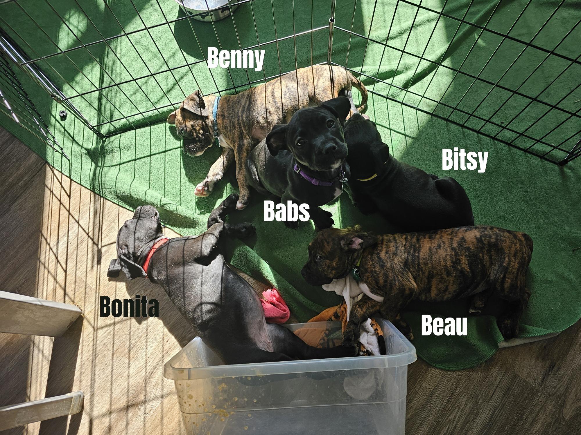 Enlarge Boxer Mix Puppies, a ADOPTABLE mixed breed in Aurora, IL image 1/5