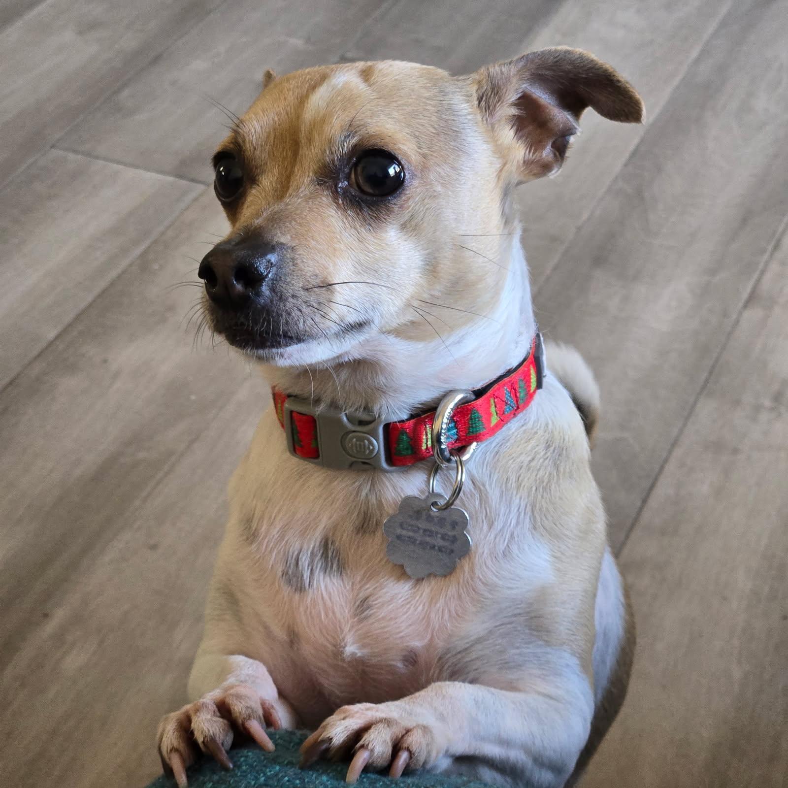 Benji — thumbnail 2