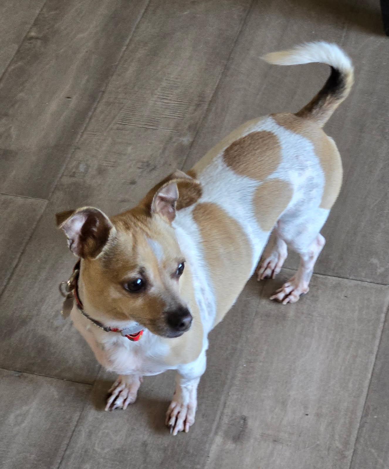 Benji — thumbnail 3