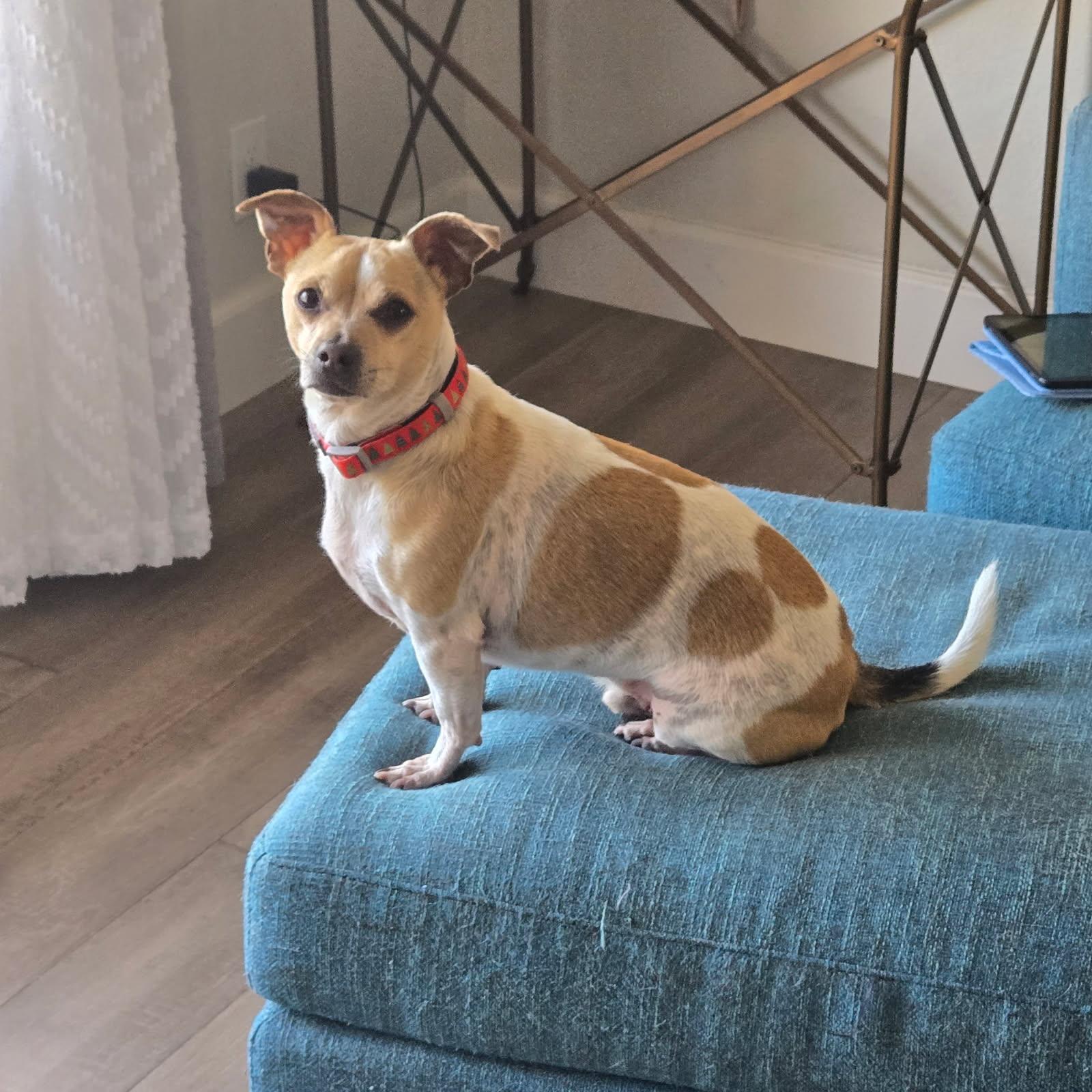 Benji — thumbnail 4