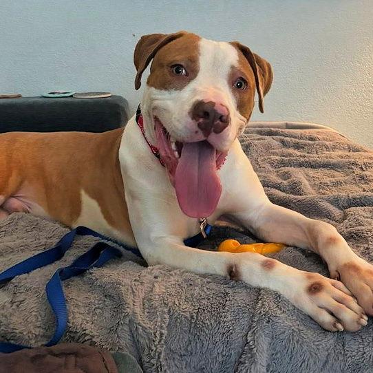 Enlarge Pumpkin, a Adoptable Pit Bull Terrier in Sunnyvale, CA image 1/1