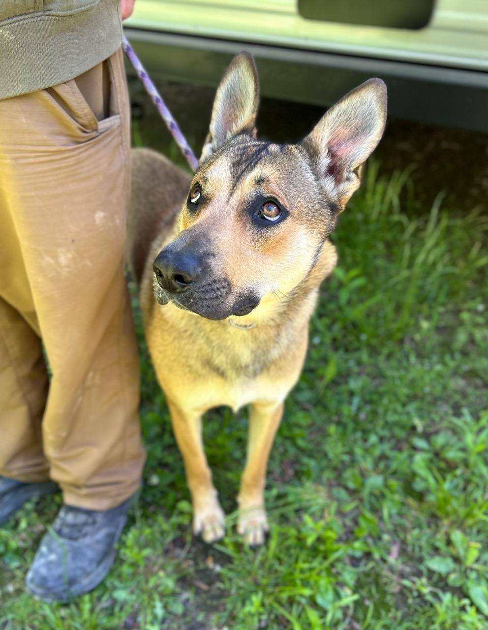 Mister, adopted, Young Male Mixed Breed.
