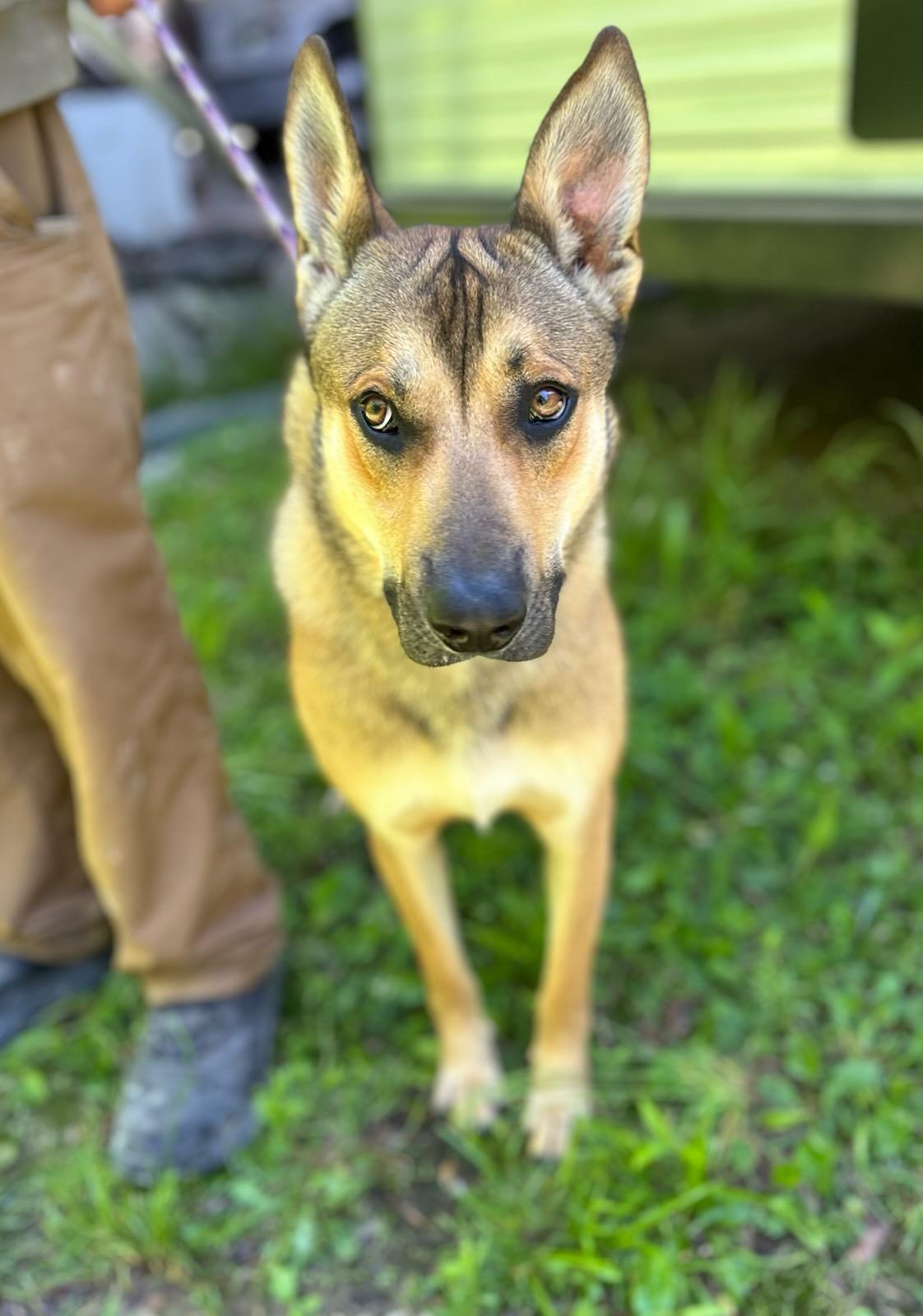 Mister, an adopted Mixed Breed in Manchester, TN image 3/3