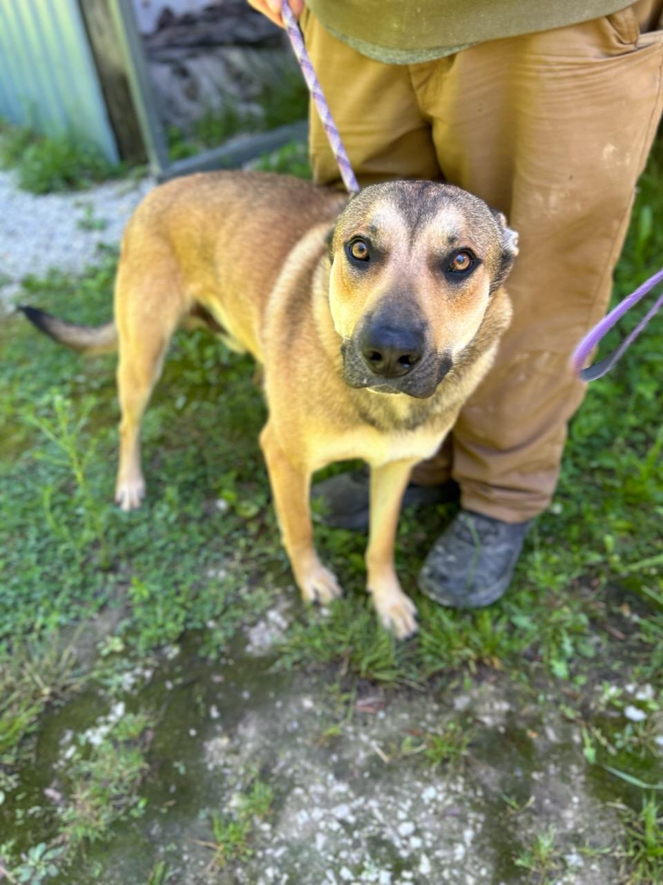 Mister, an adopted Mixed Breed in Manchester, TN image 2/3