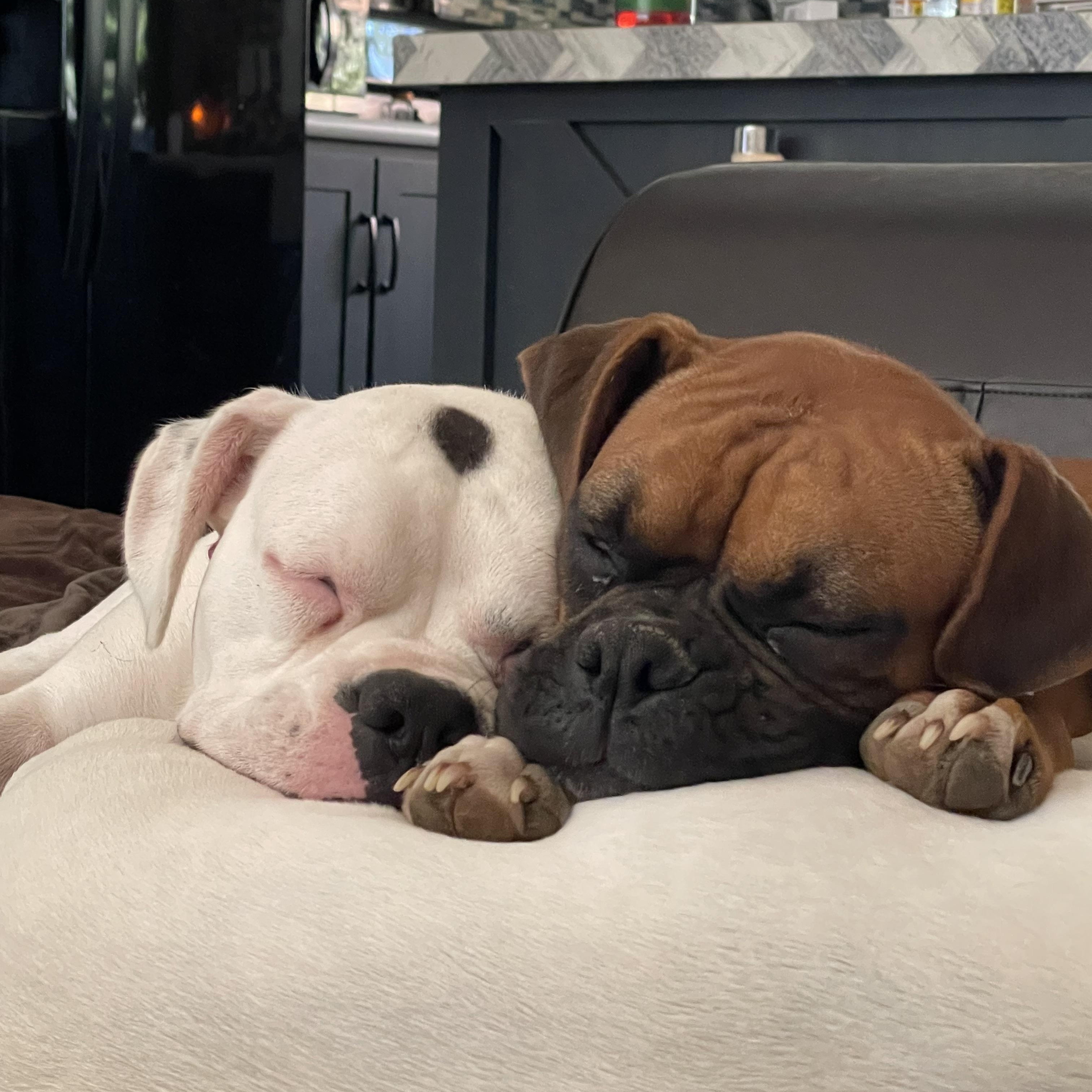 Kona, a Adoptable Boxer in Pflugerville, TX image 2/3