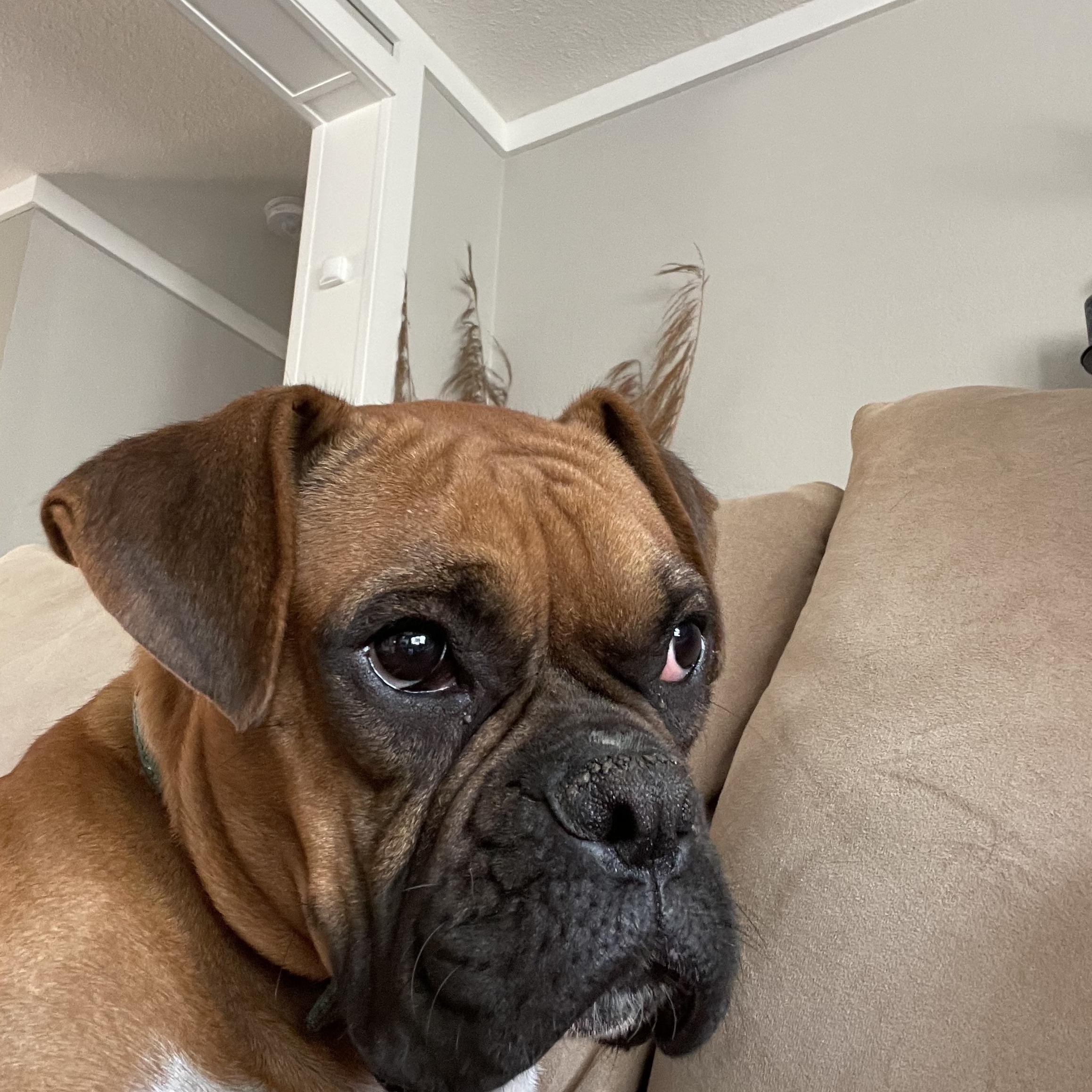 Kona, Adoptable, Adult Female Boxer.