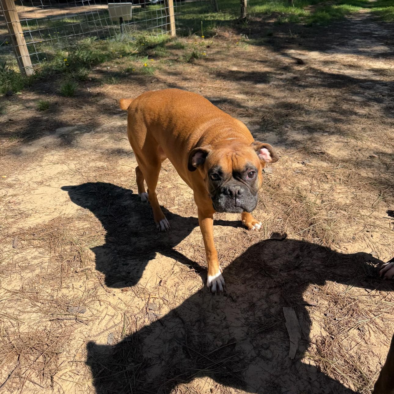 Kona, a Adoptable Boxer in Pflugerville, TX image 3/3