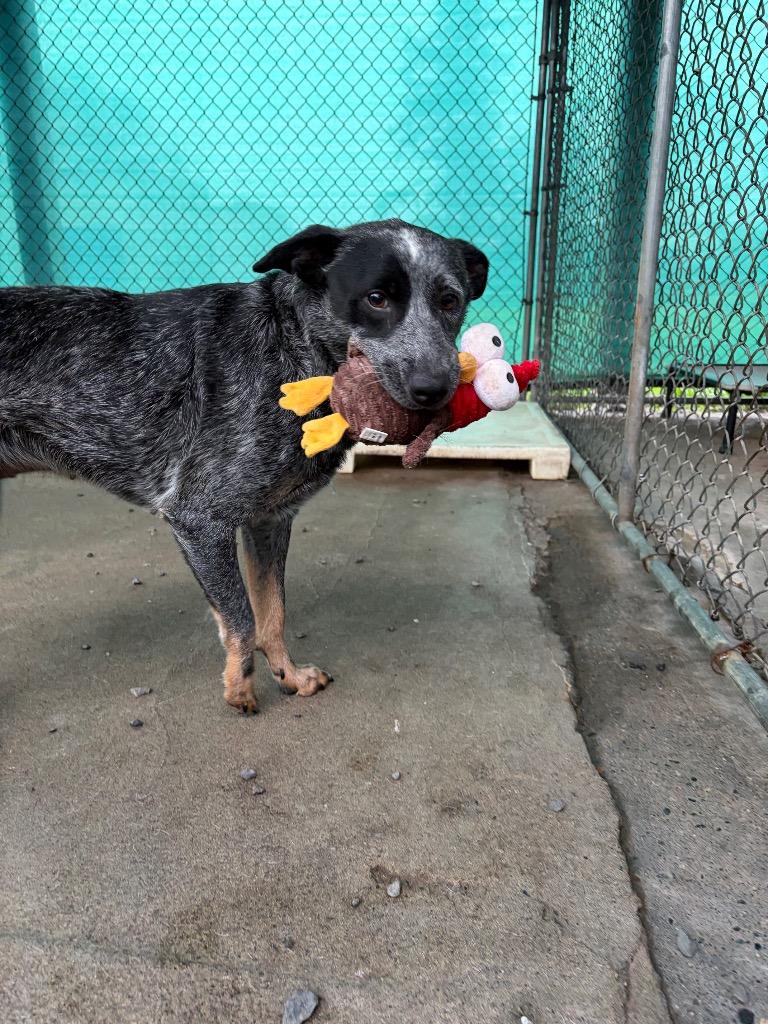 Enlarge Luna, a Adoptable Australian Cattle Dog / Blue Heeler in St. Helens, OR image 1/5