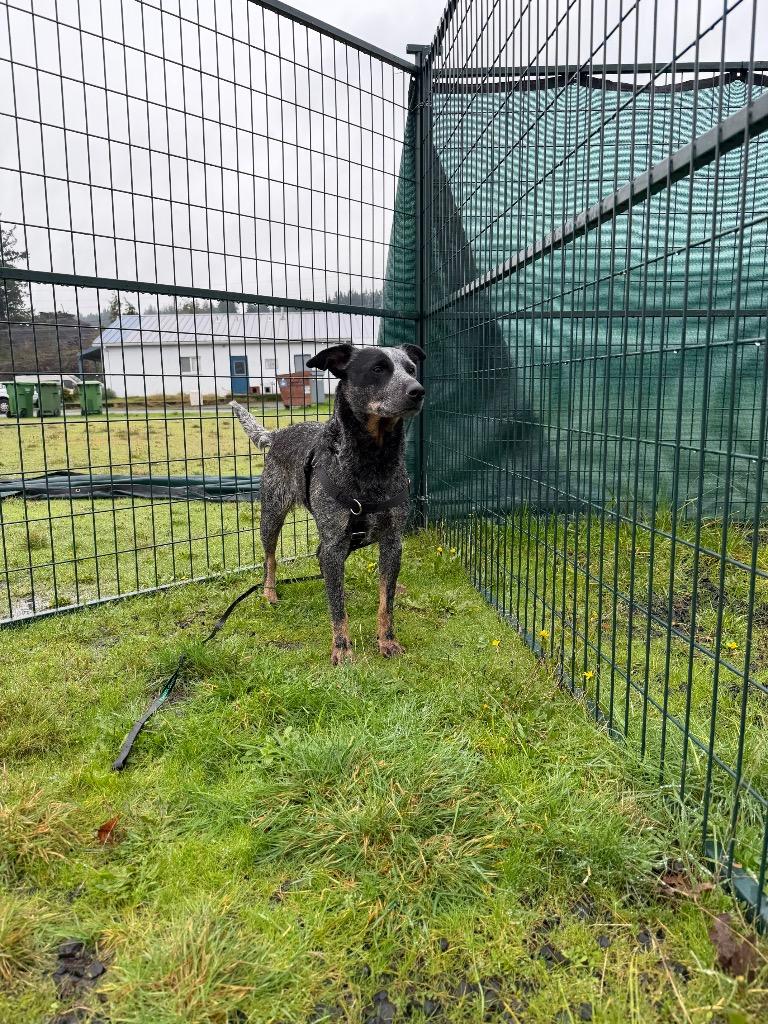 Enlarge Luna, a Adoptable Australian Cattle Dog / Blue Heeler in St. Helens, OR image 2/5