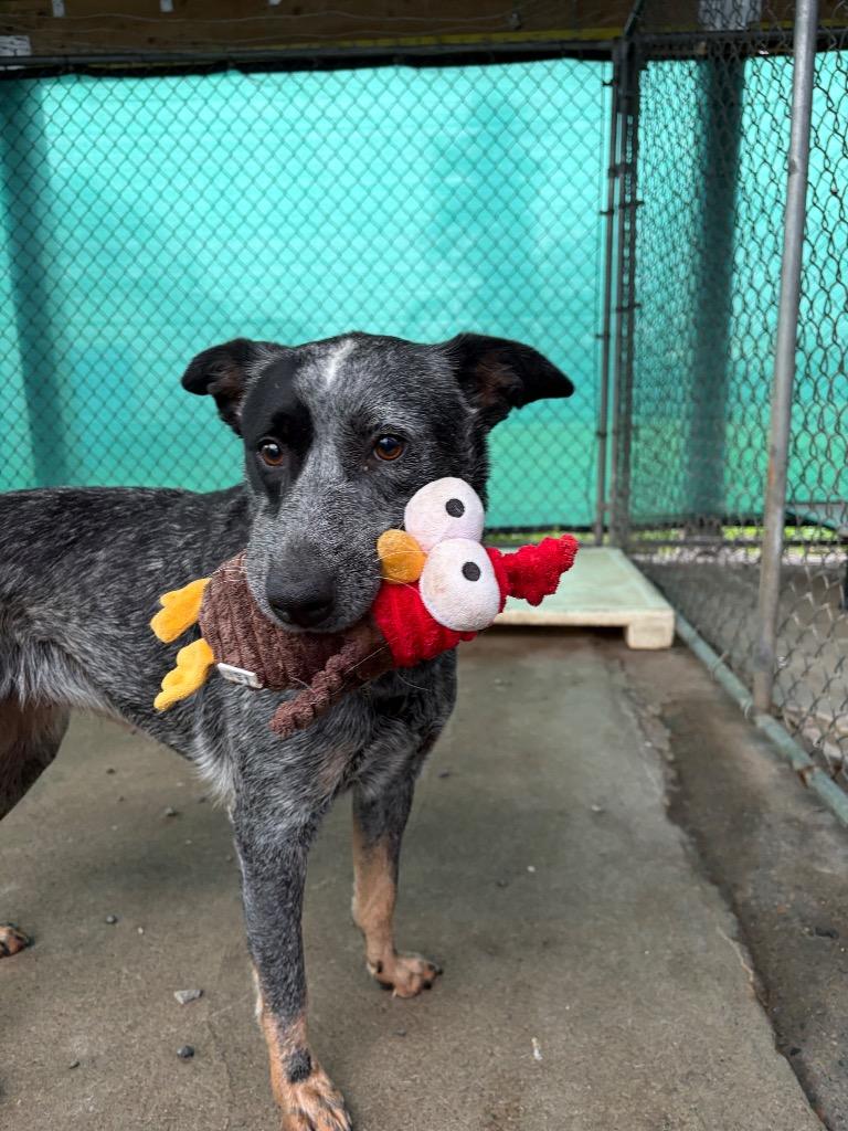 Enlarge Luna, a Adoptable Australian Cattle Dog / Blue Heeler in St. Helens, OR image 3/5