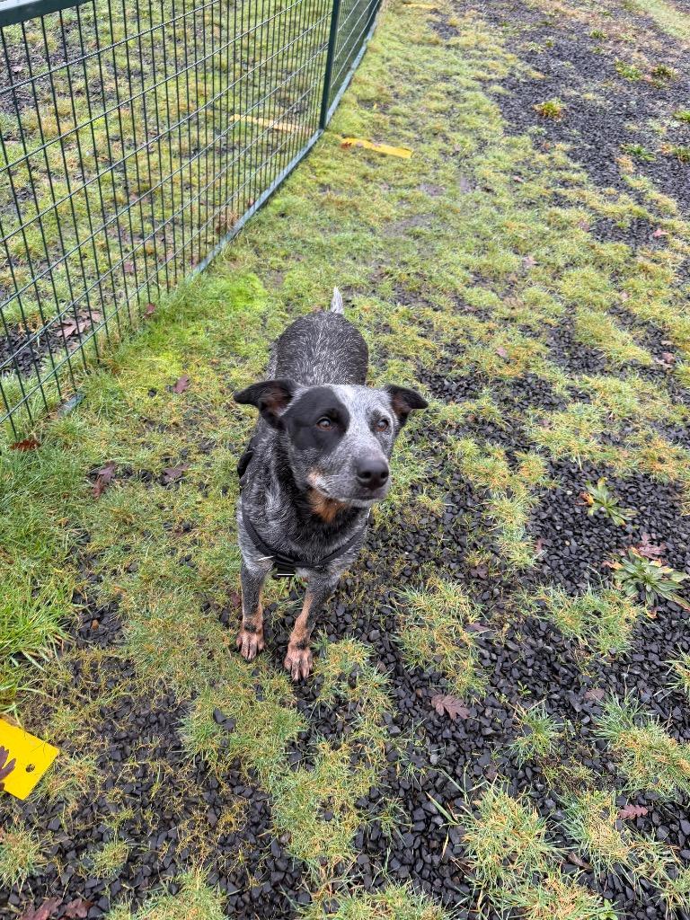Enlarge Luna, a Adoptable Australian Cattle Dog / Blue Heeler in St. Helens, OR image 4/5
