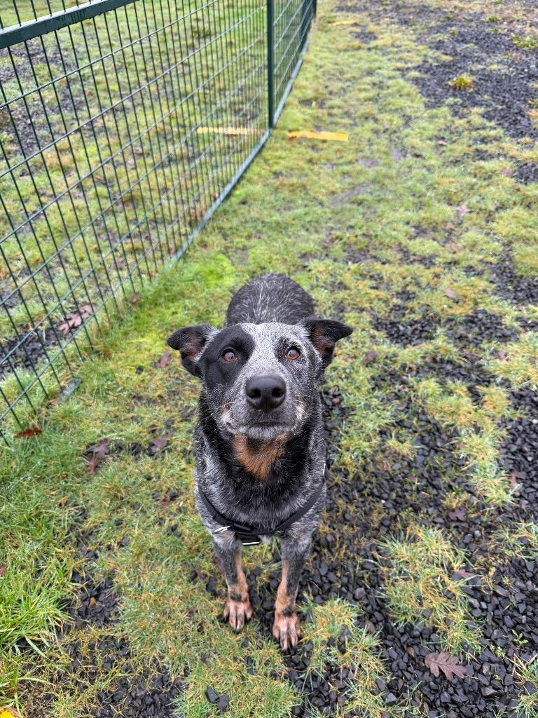 Enlarge Luna, a Adoptable Australian Cattle Dog / Blue Heeler in St. Helens, OR image 5/5