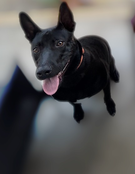 Enlarge Jello, a Adoptable mixed breed in Carlsbad, CA image 1/1