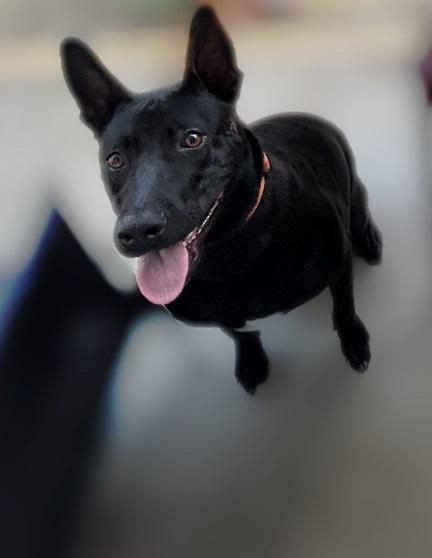 Enlarge Jello, a Adoptable mixed breed in San DIego, CA image 1/1